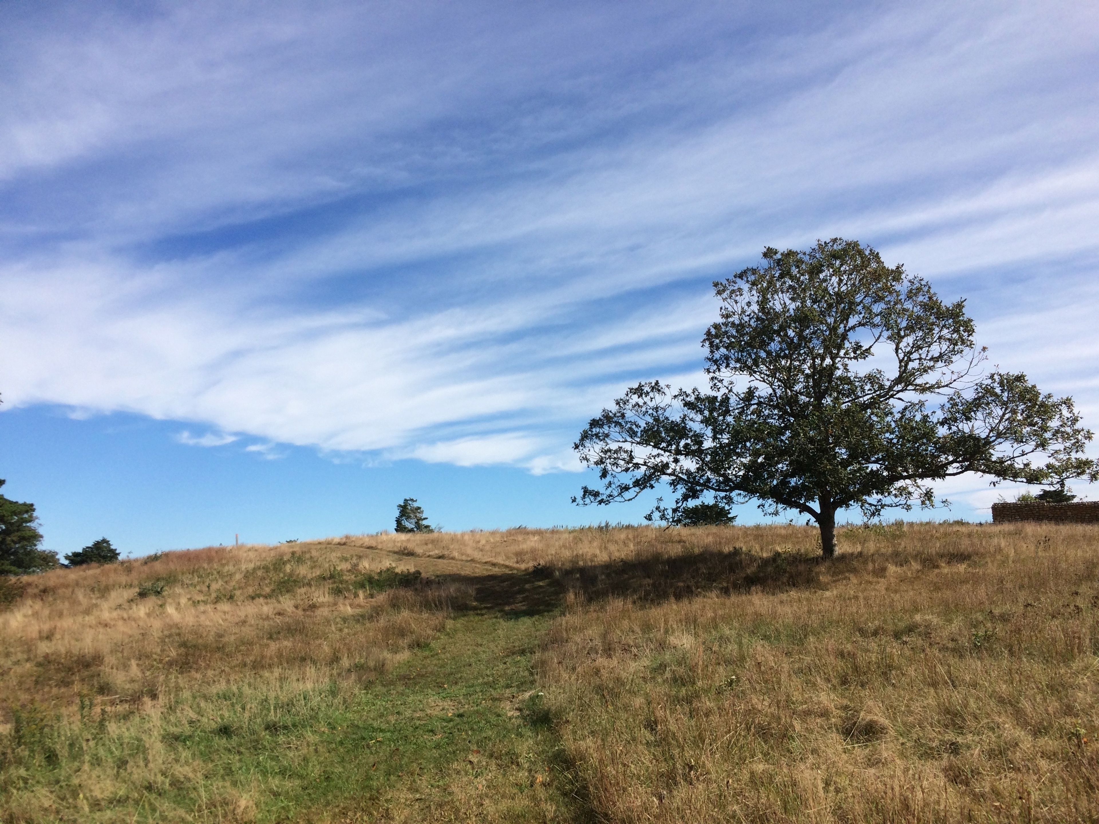 grassy trail