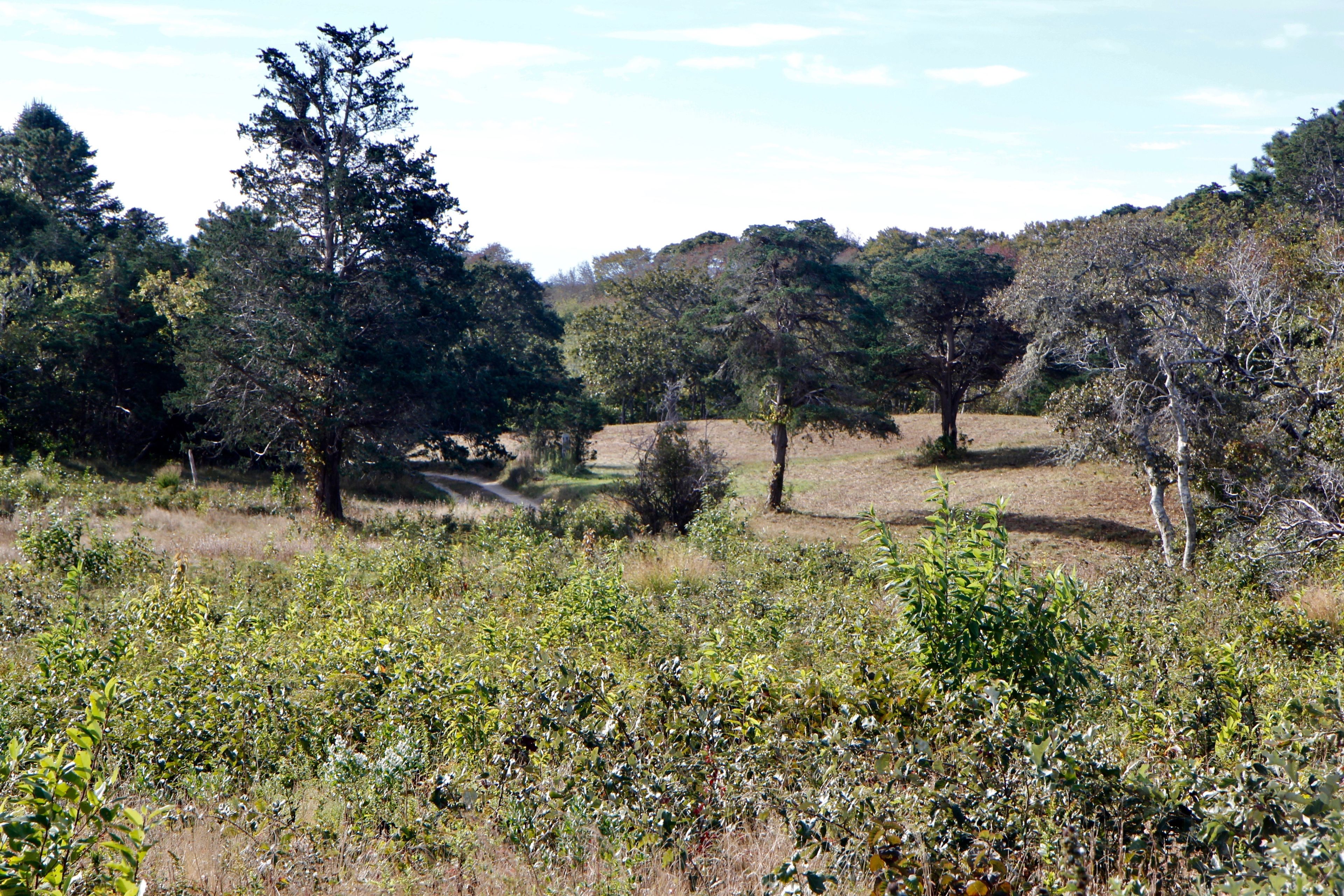 view across Jeffer's Lane from trail