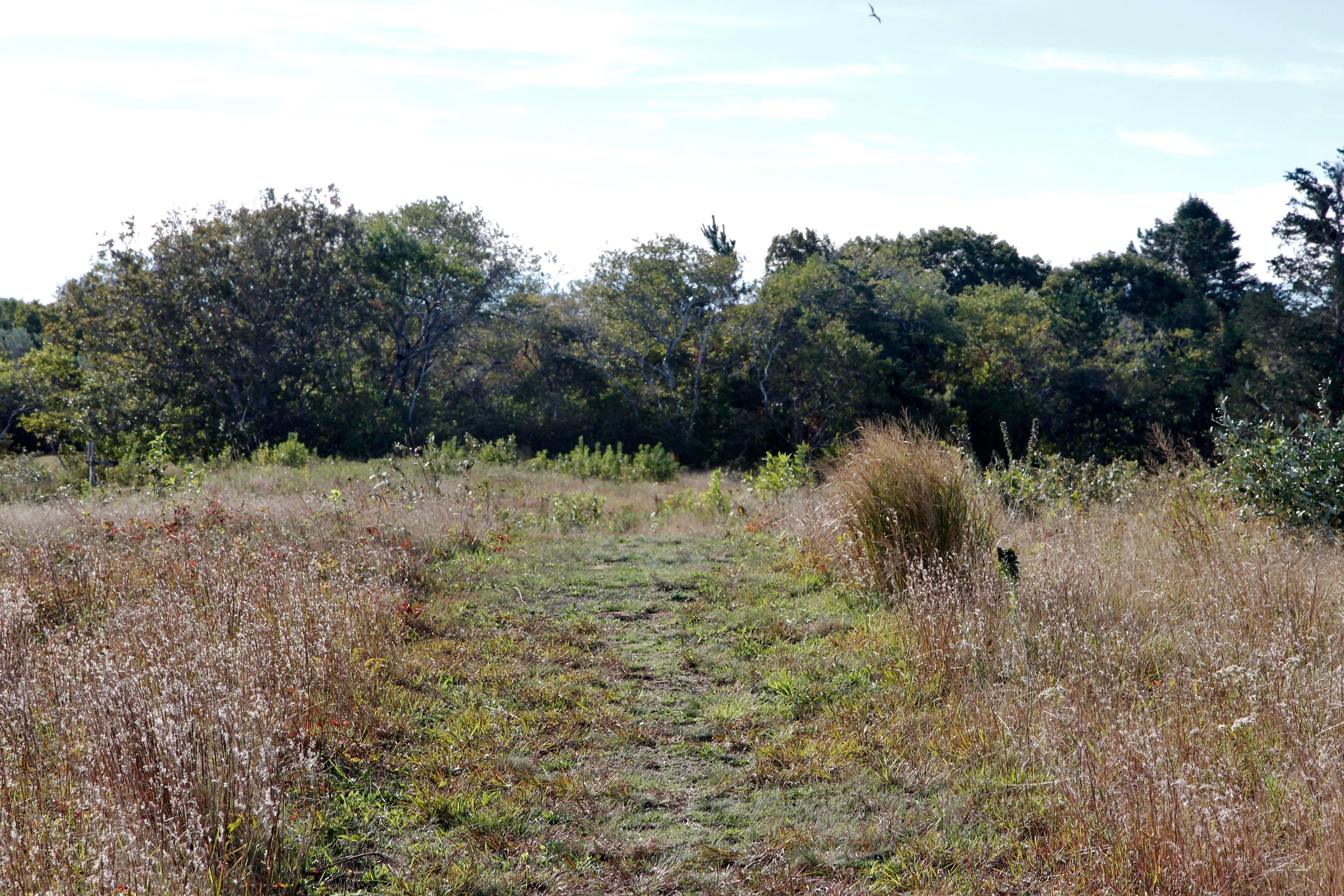 grassy trail