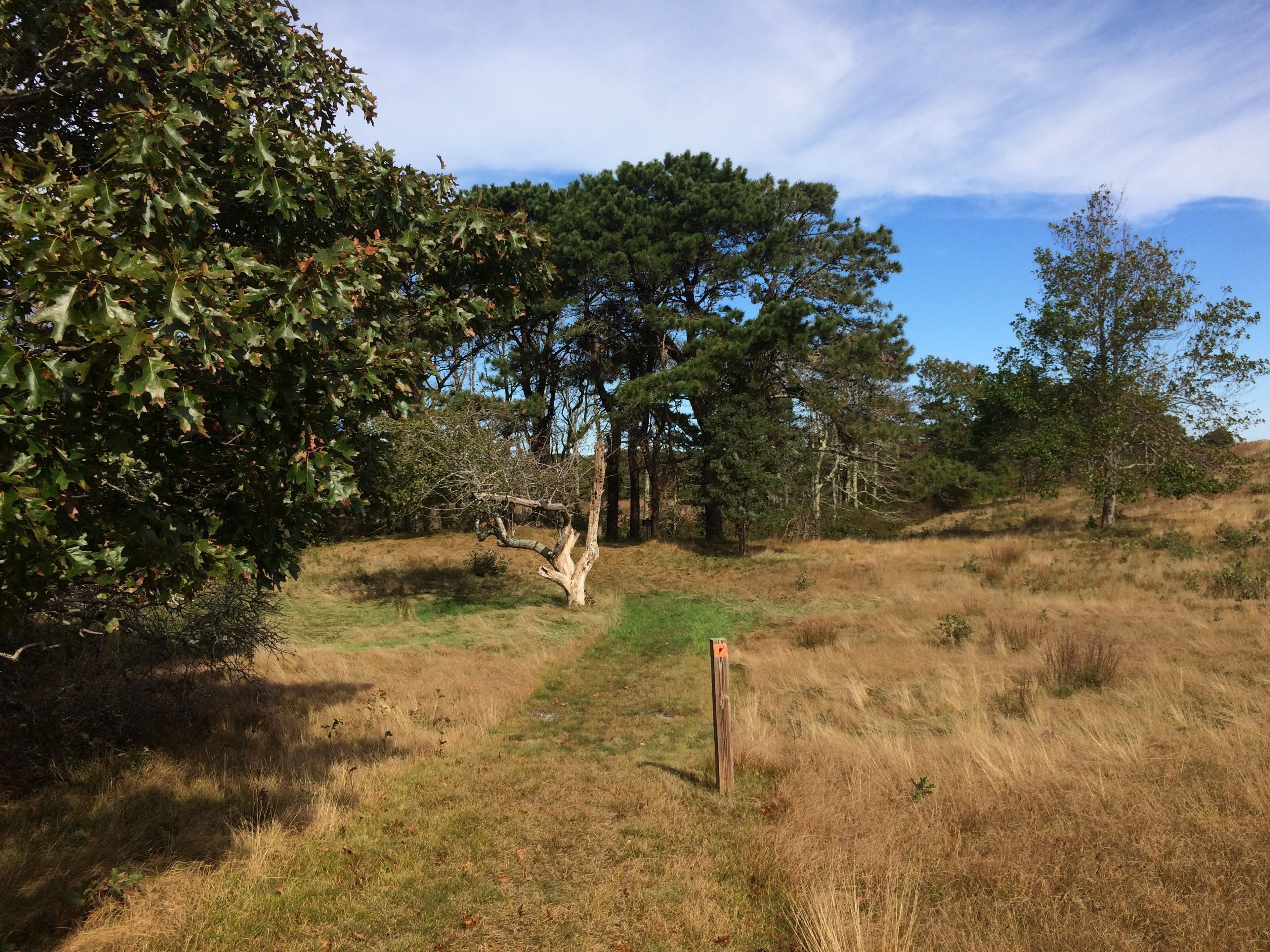 grassy trail