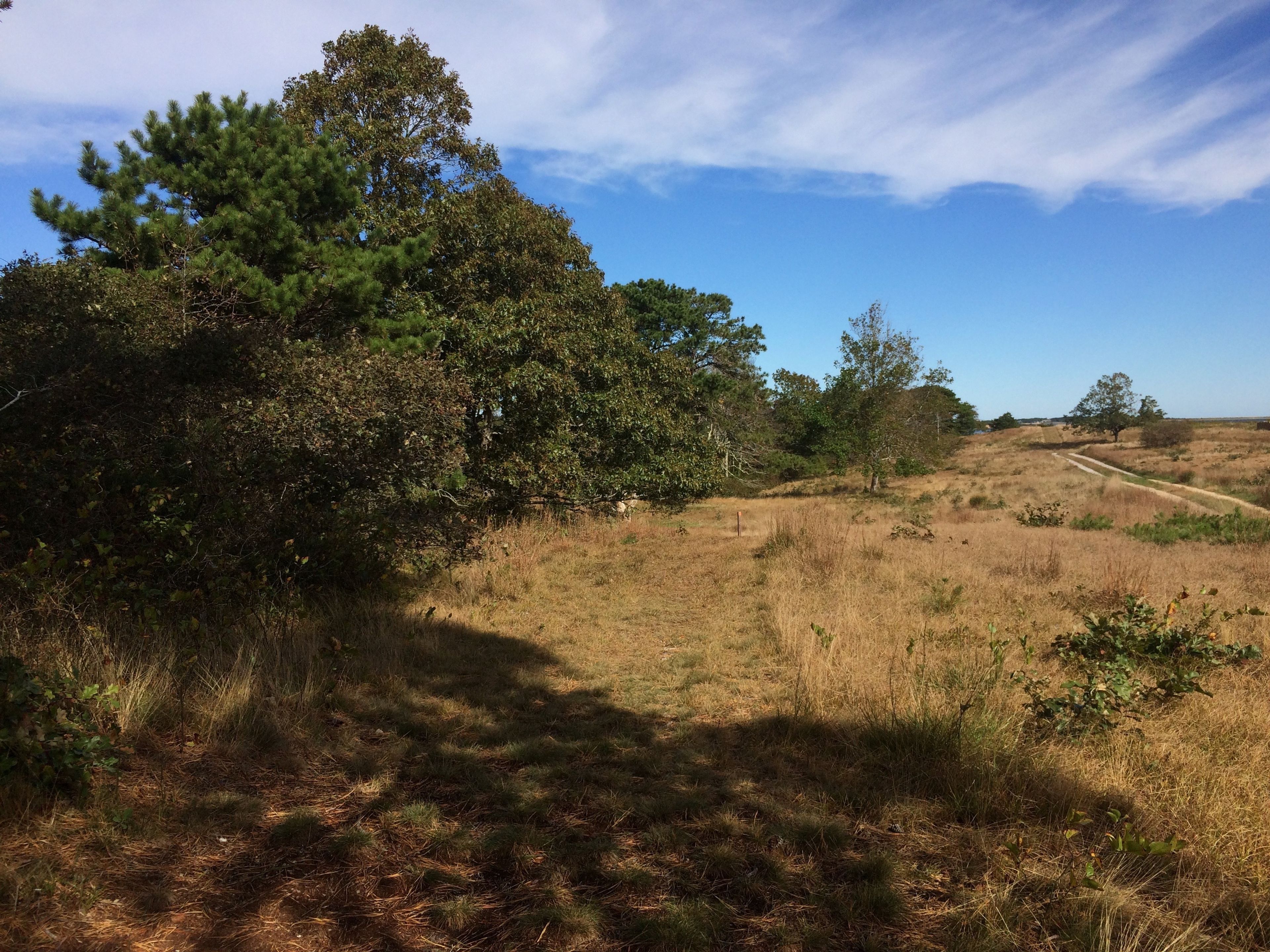 grassy trail