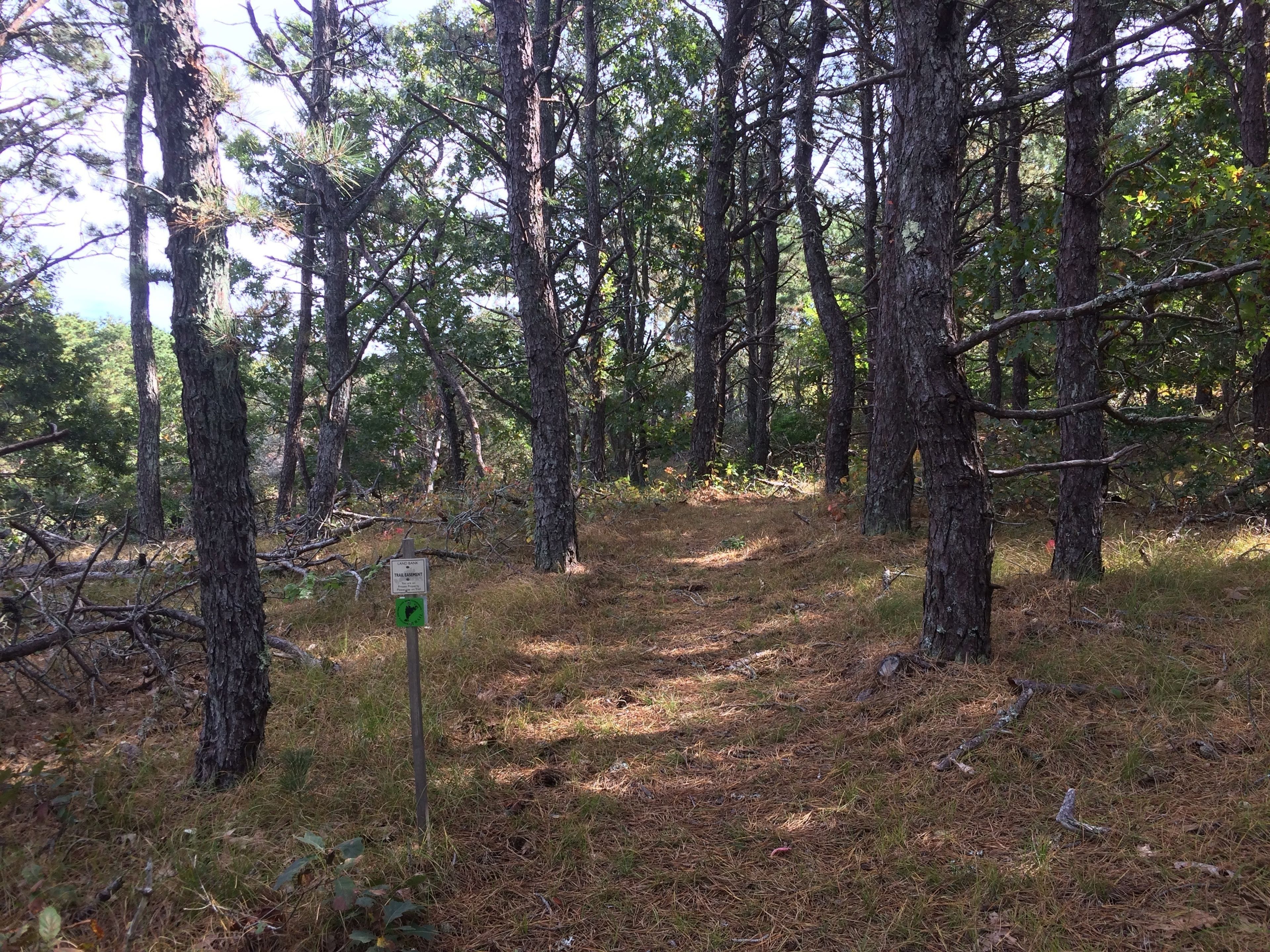 pine-needled path