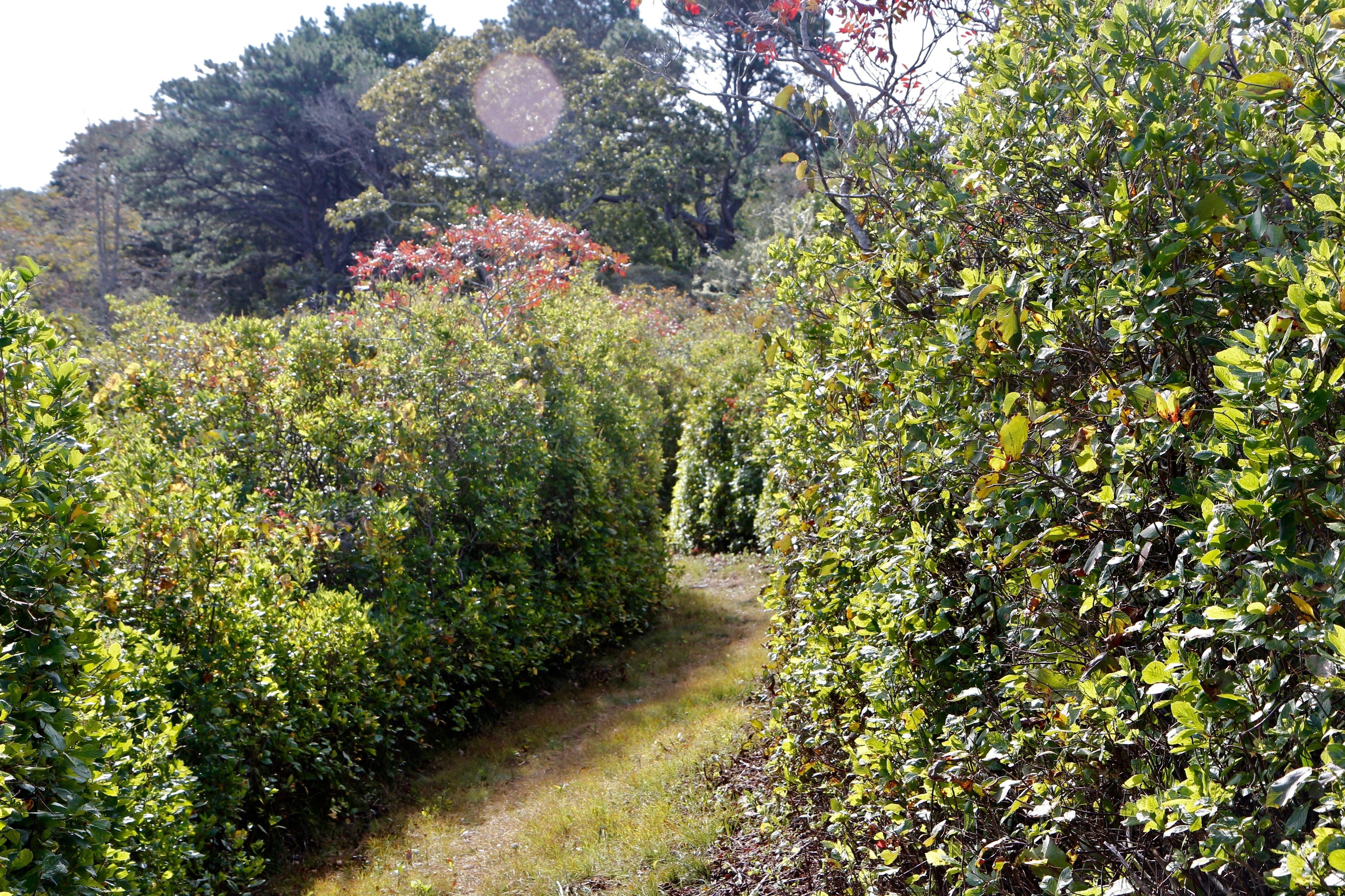 grassy path through hedge