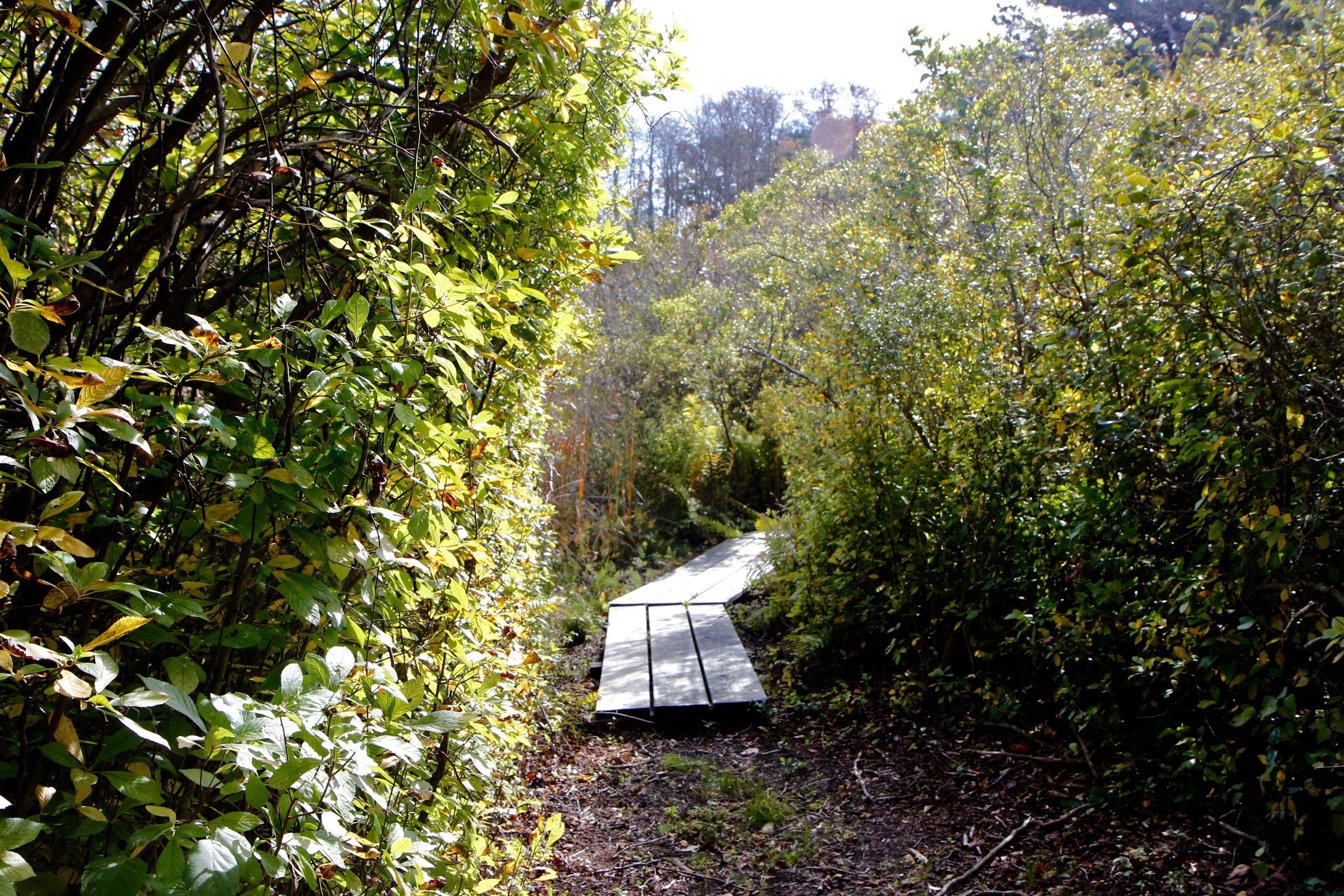 boardwalk in early fall