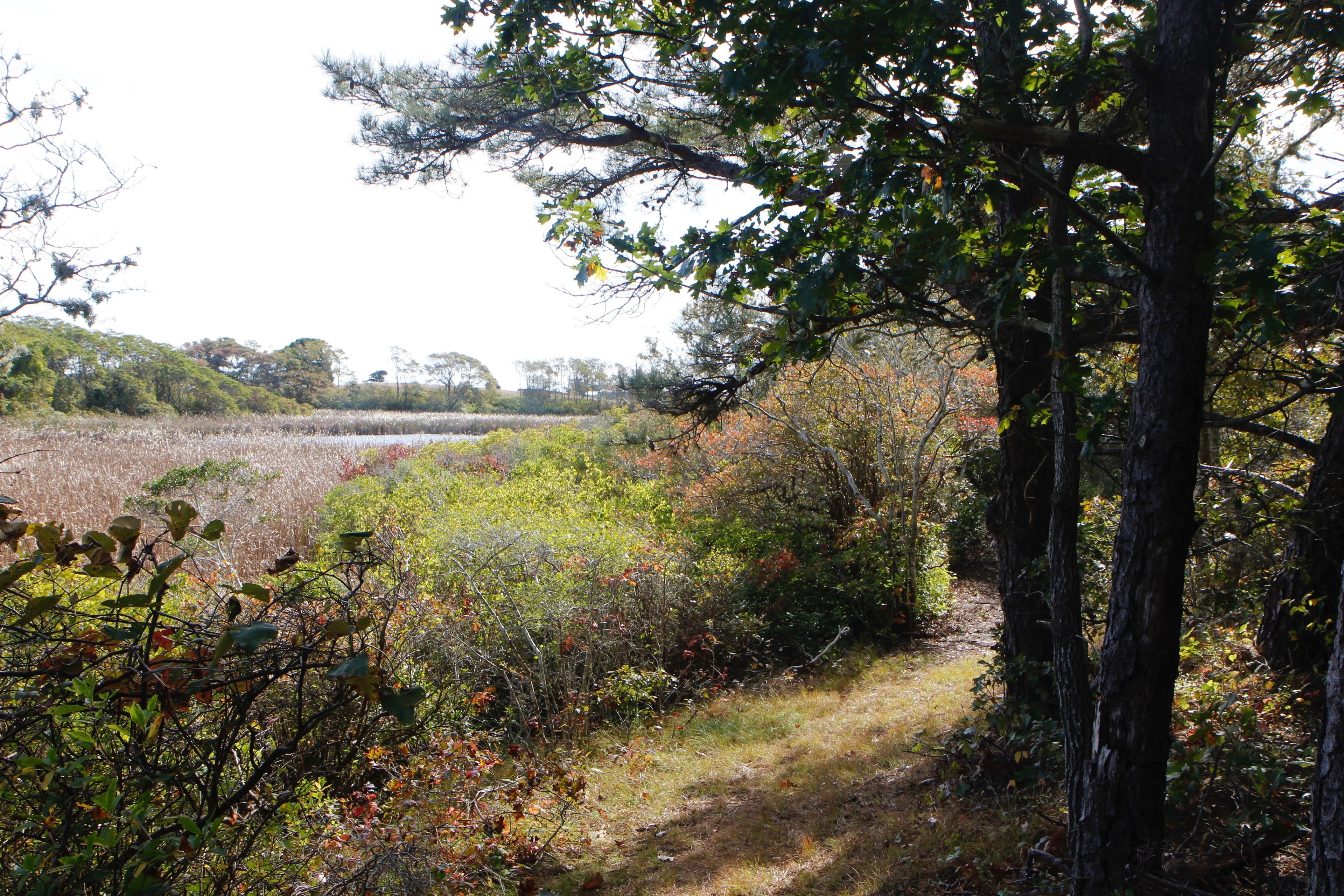 views of pond