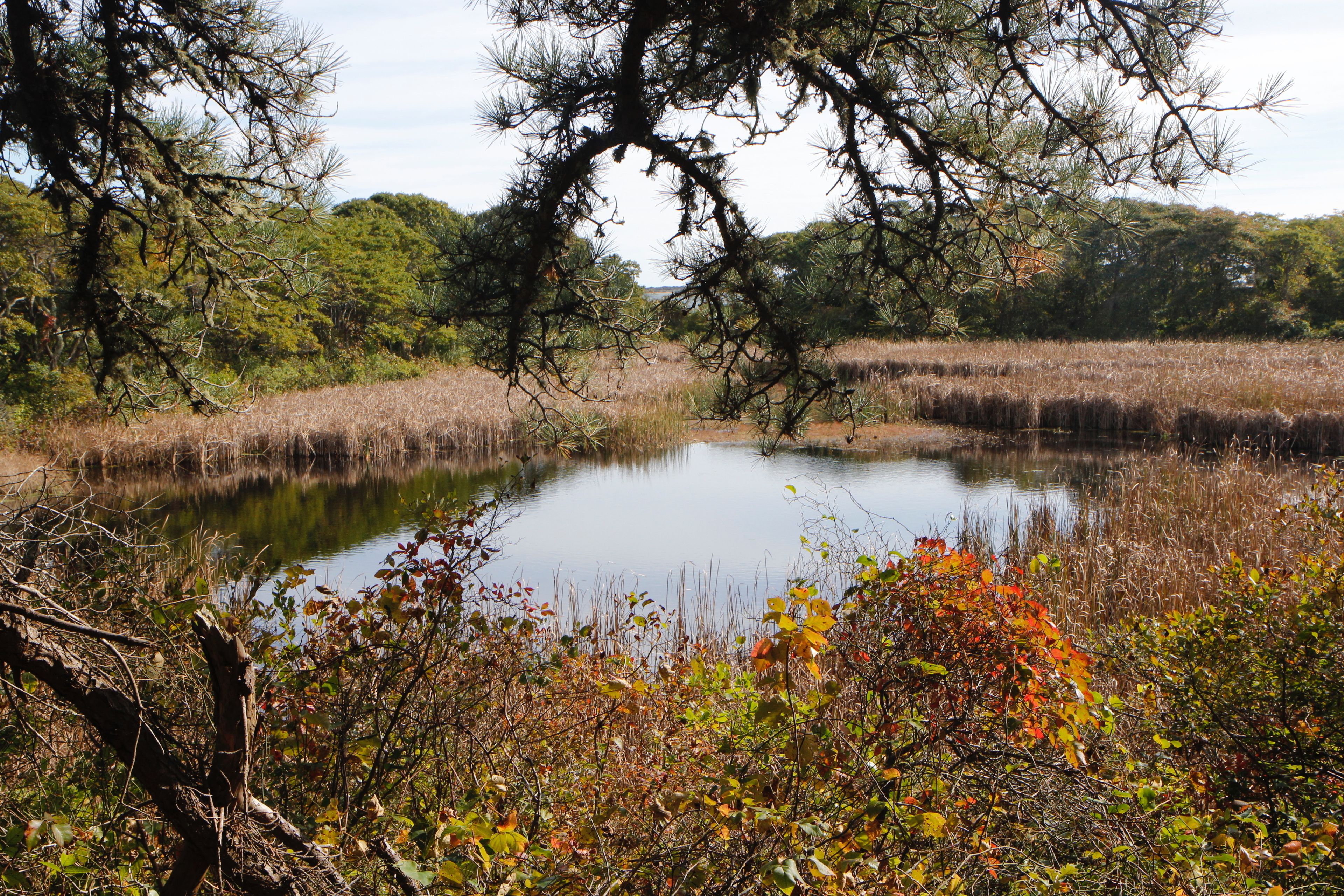 view of pond, early fall