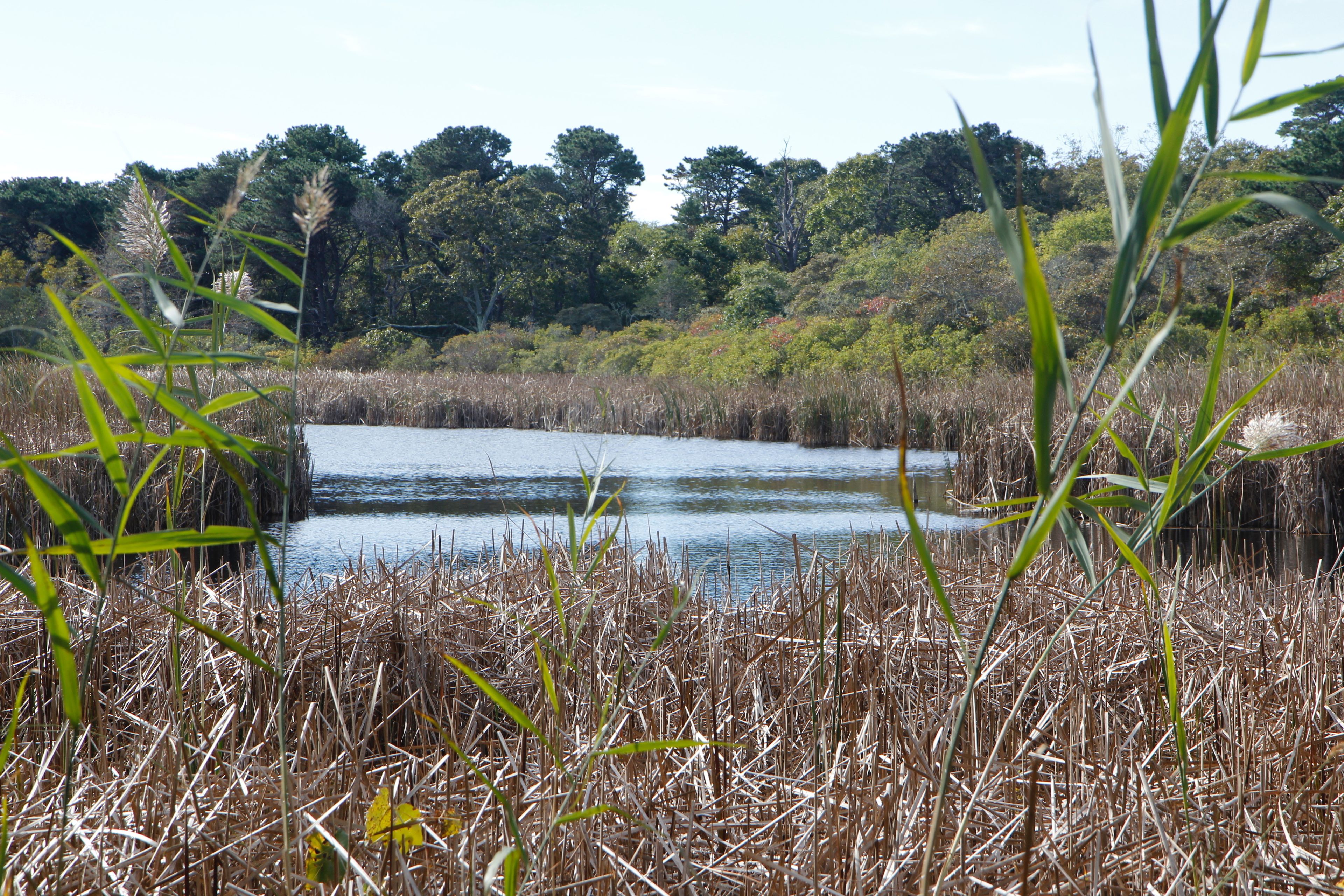 views of the pond at northern end