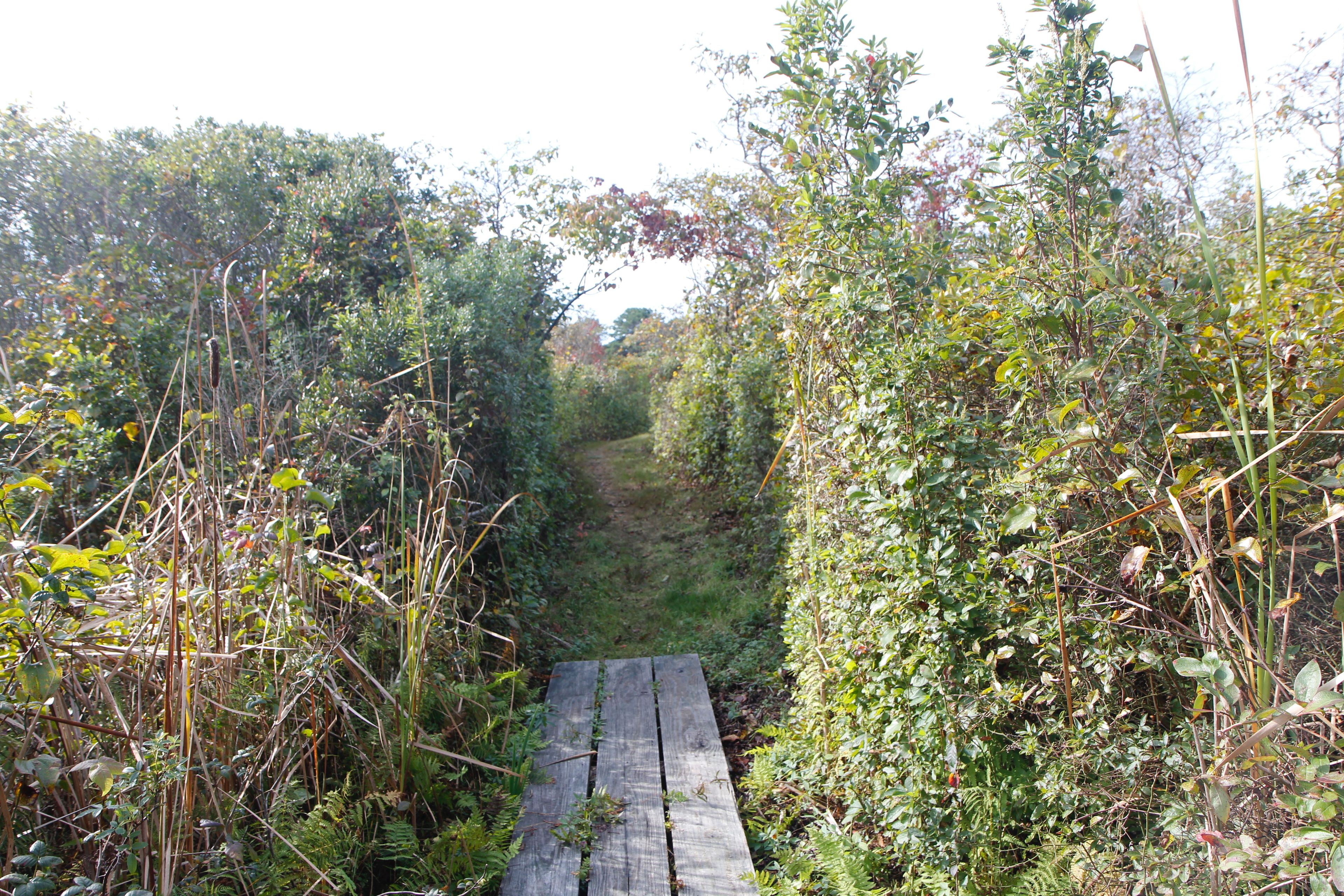 boardwalk