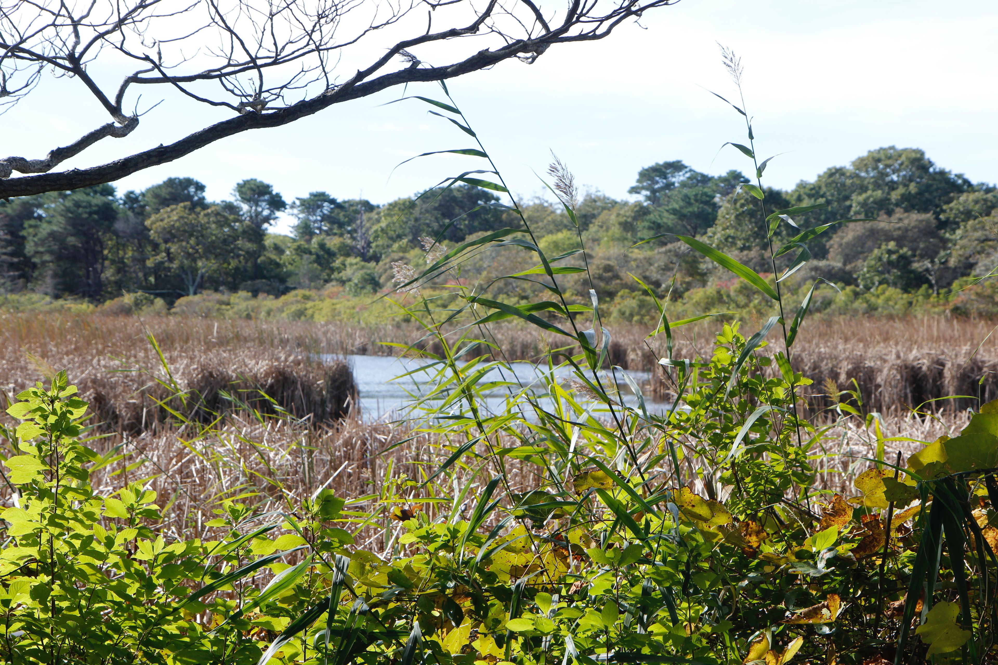 view at end of pond