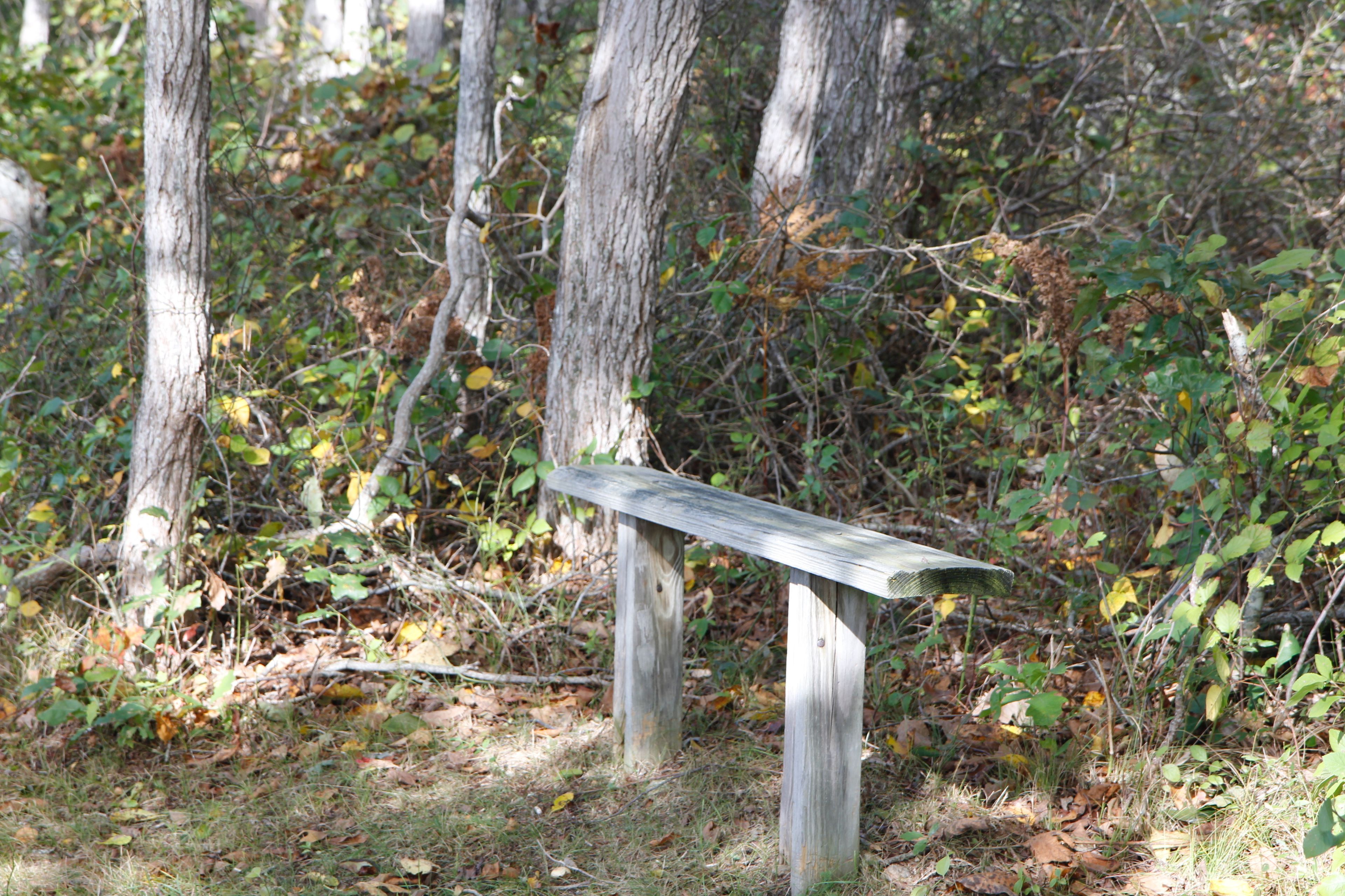 bench along northern side of pond