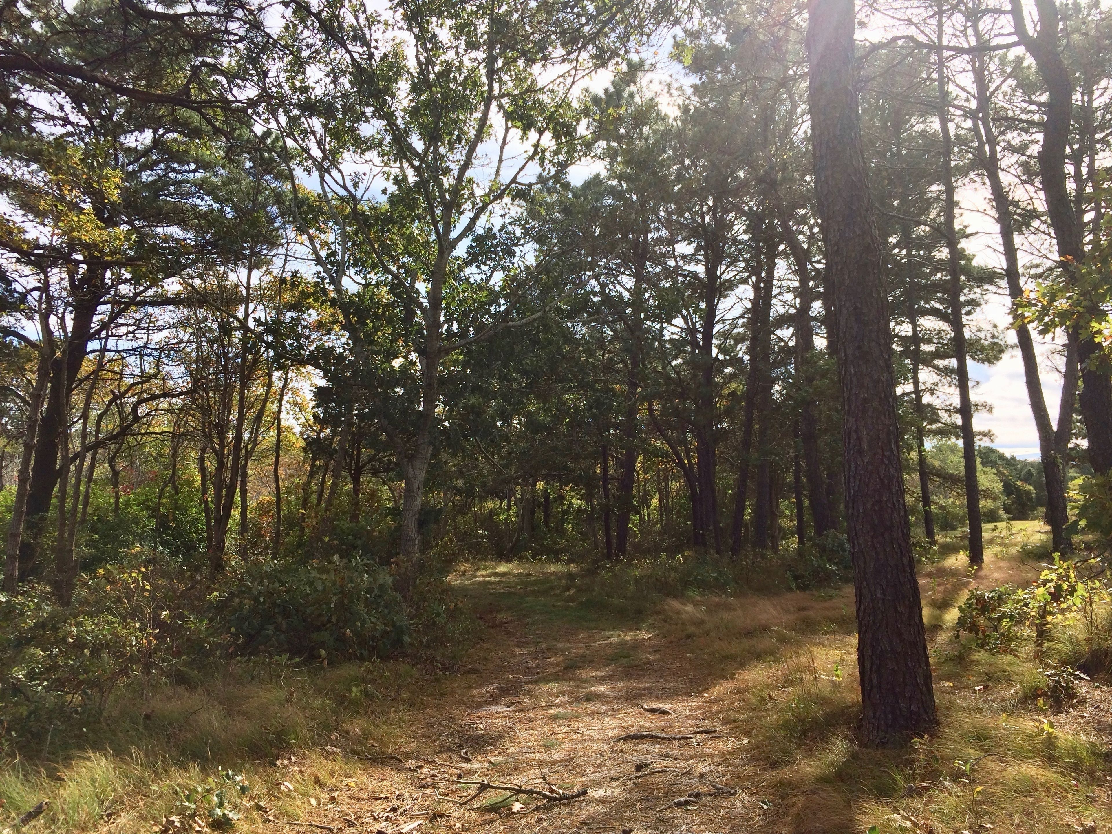 pine-needled path