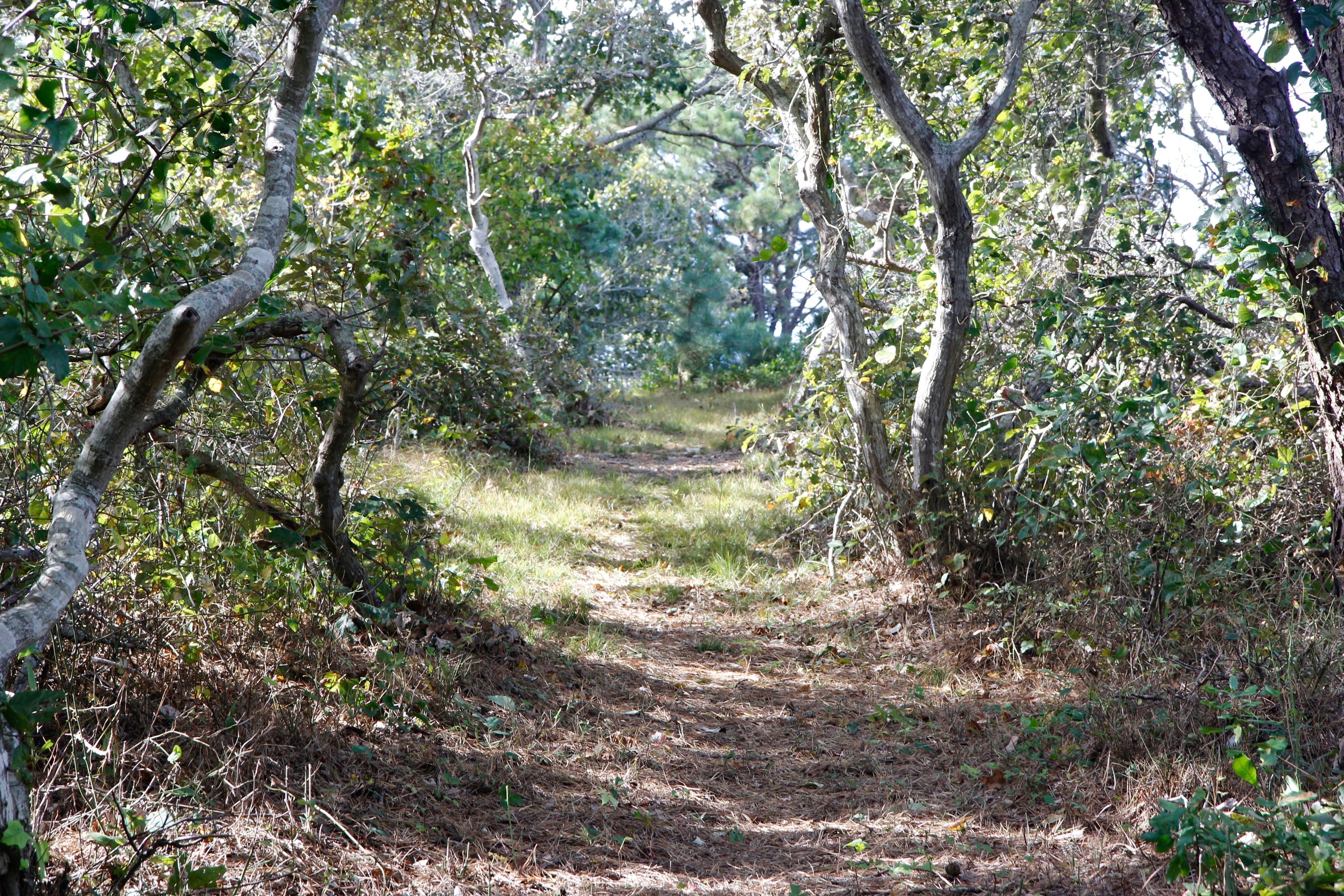 woods trail