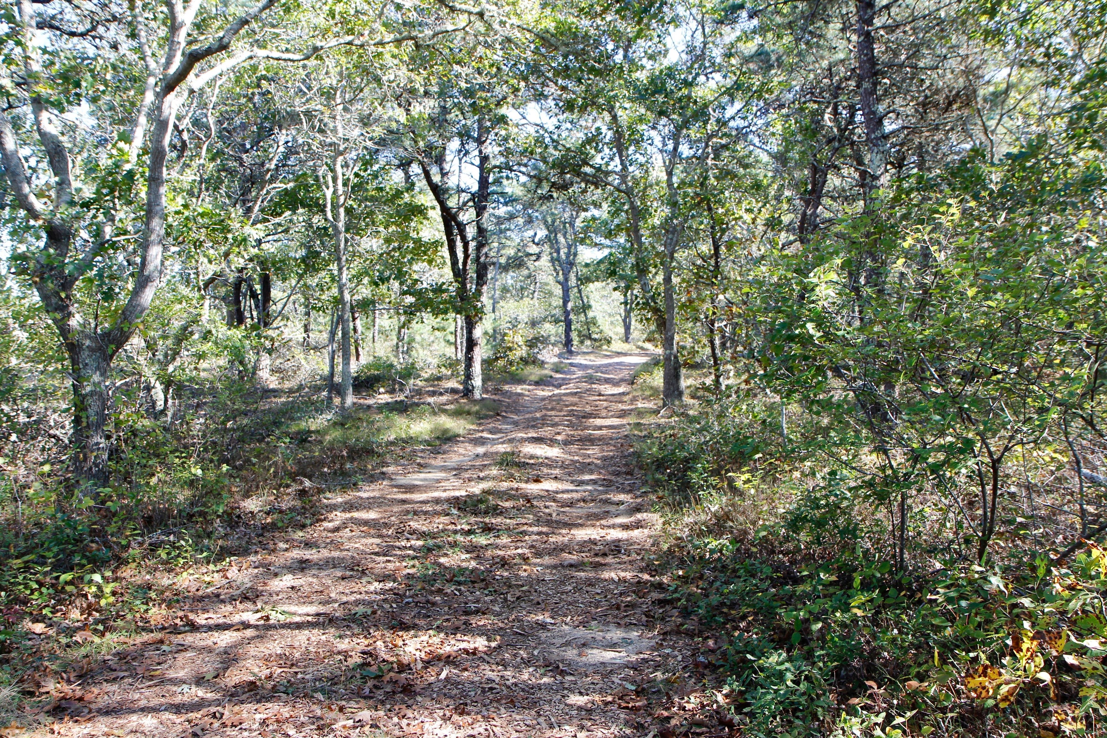 entry road- early fall