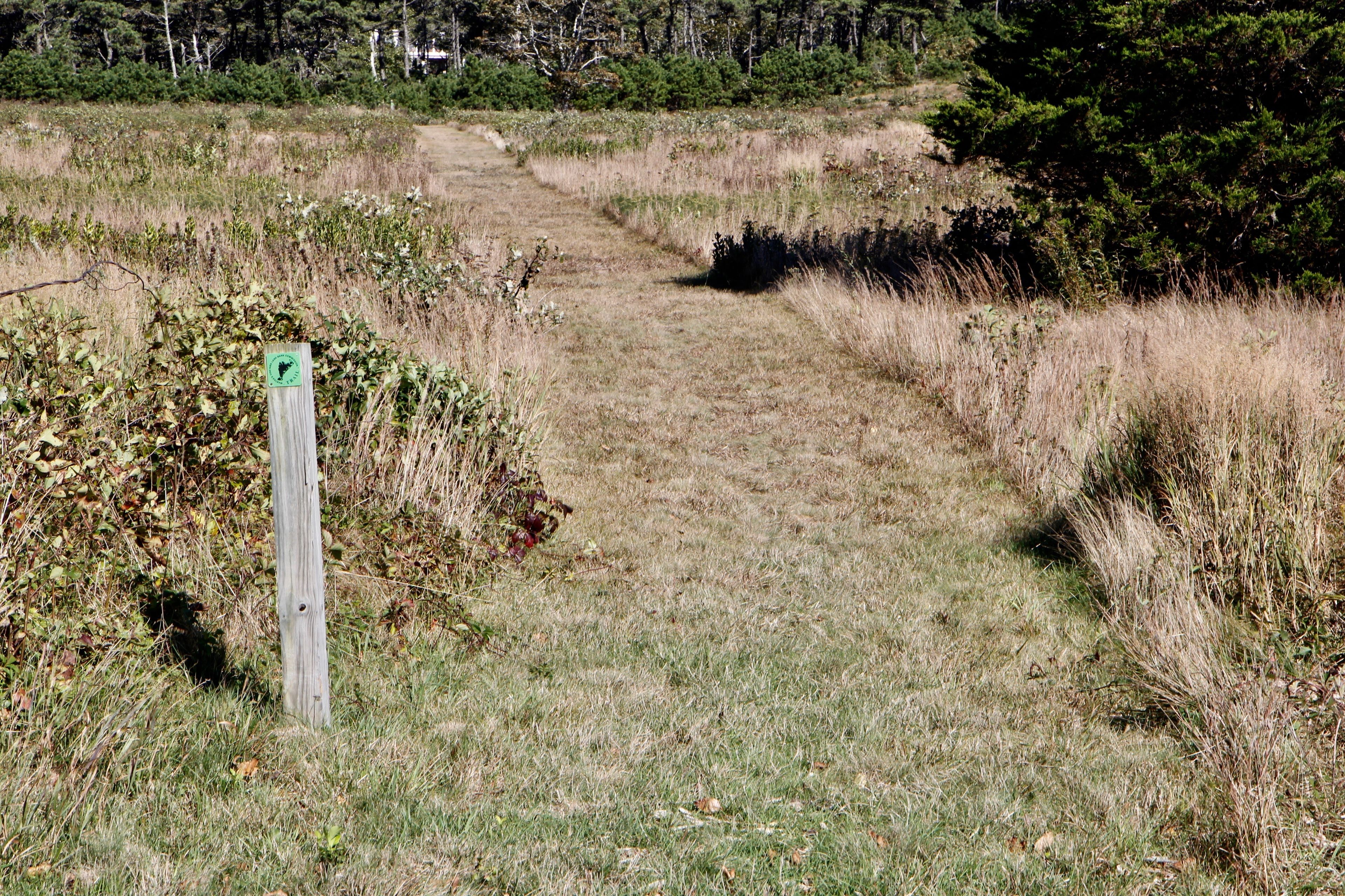 grassy trail