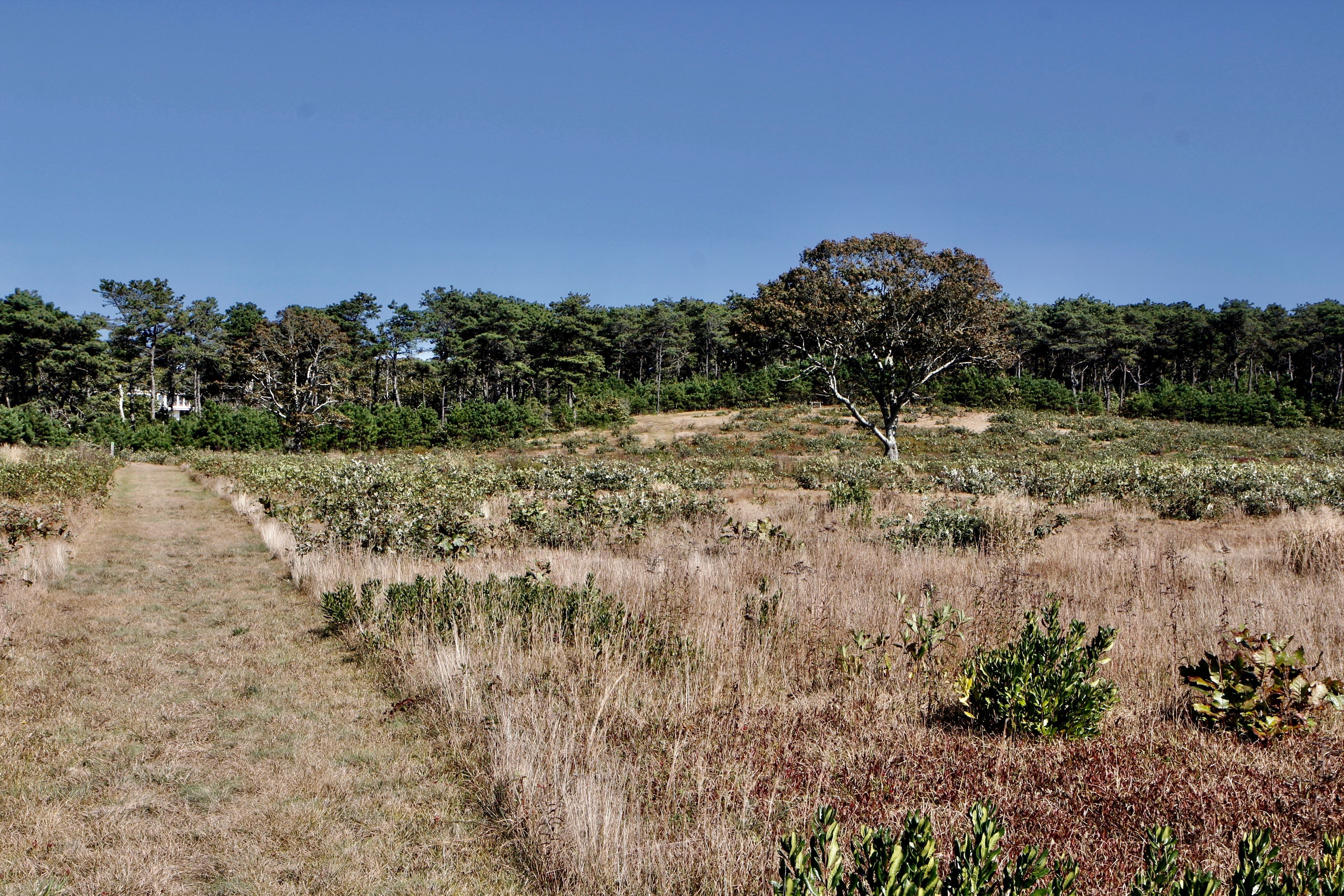 grassy trail