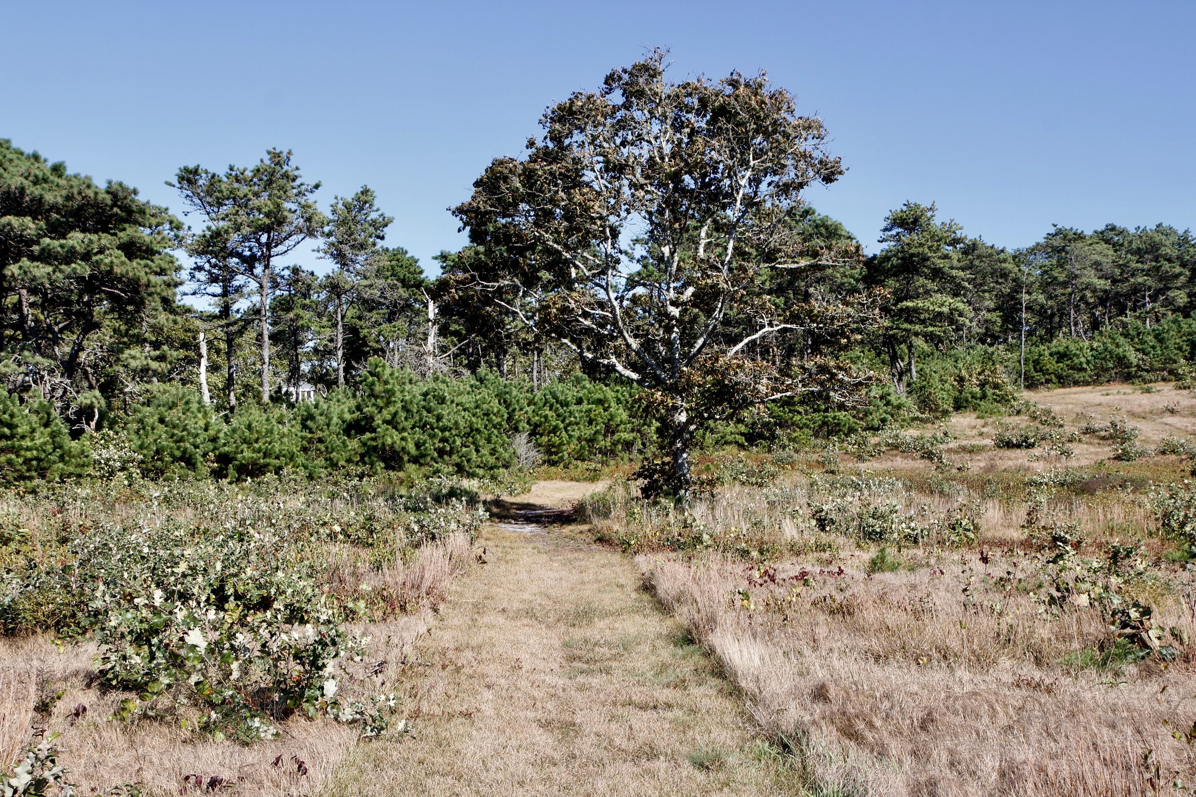 grassy trail