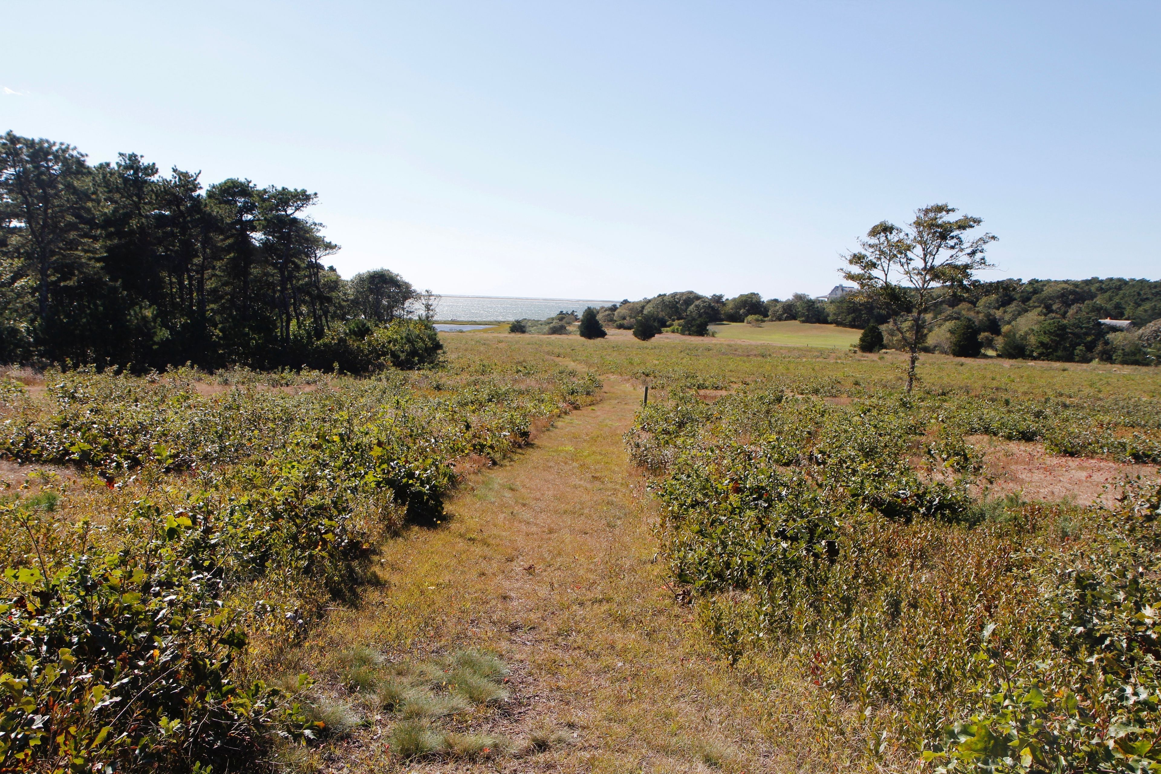 grassy trail