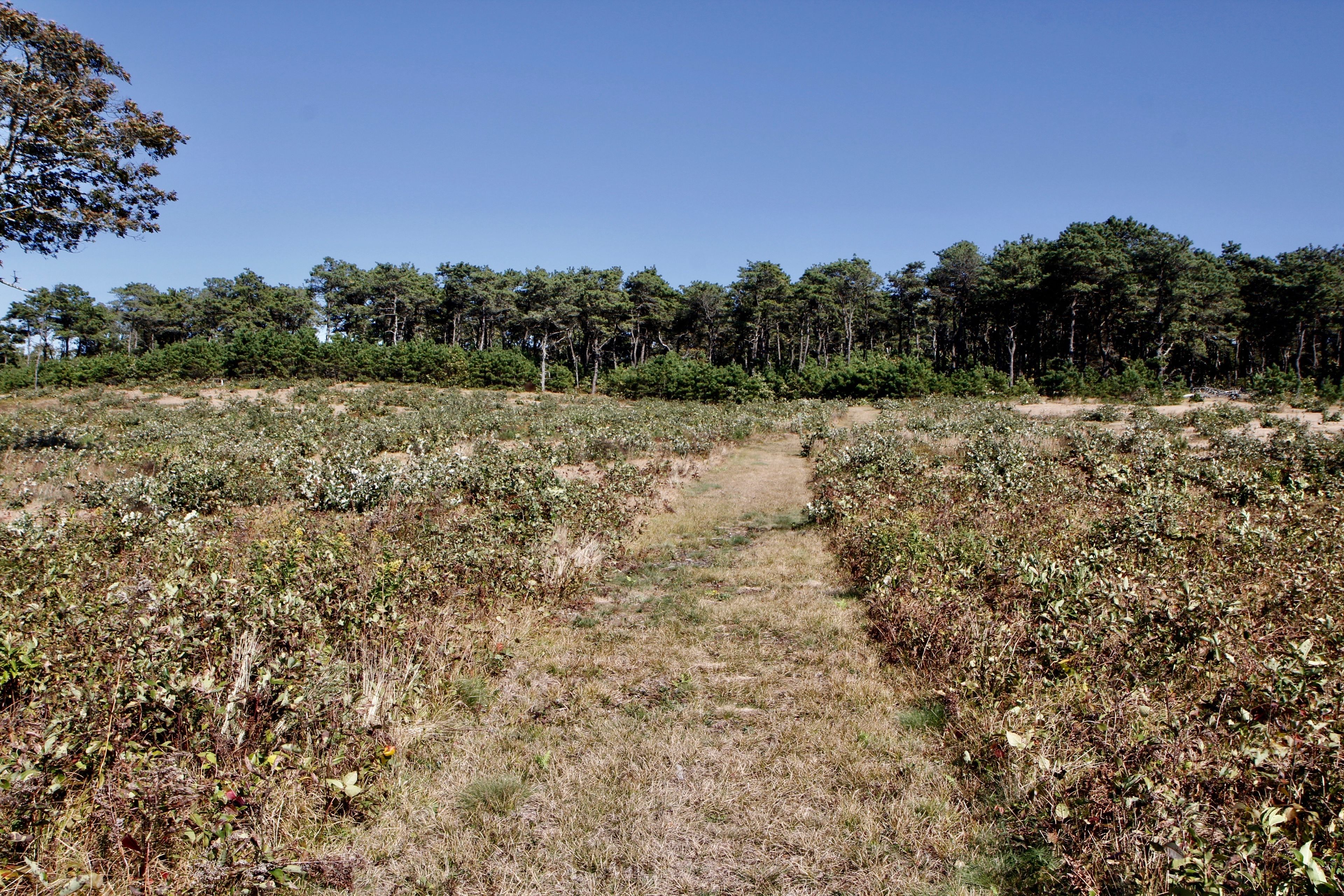 grassy trail