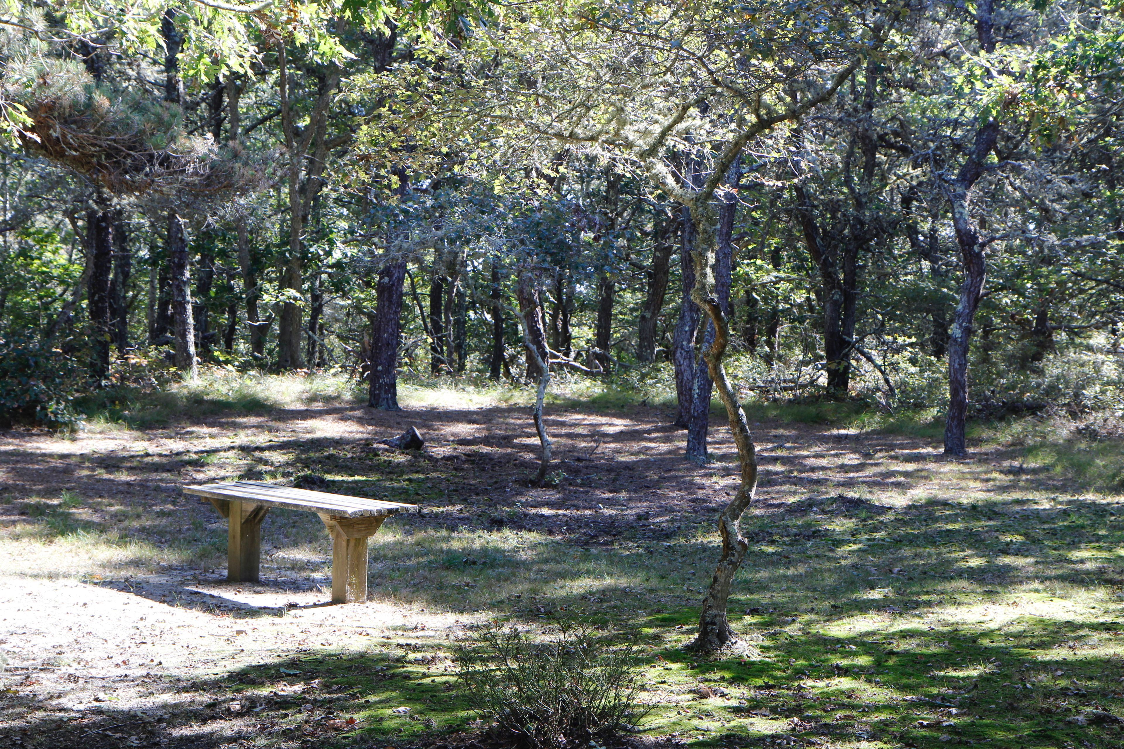 bench at northern end of trail