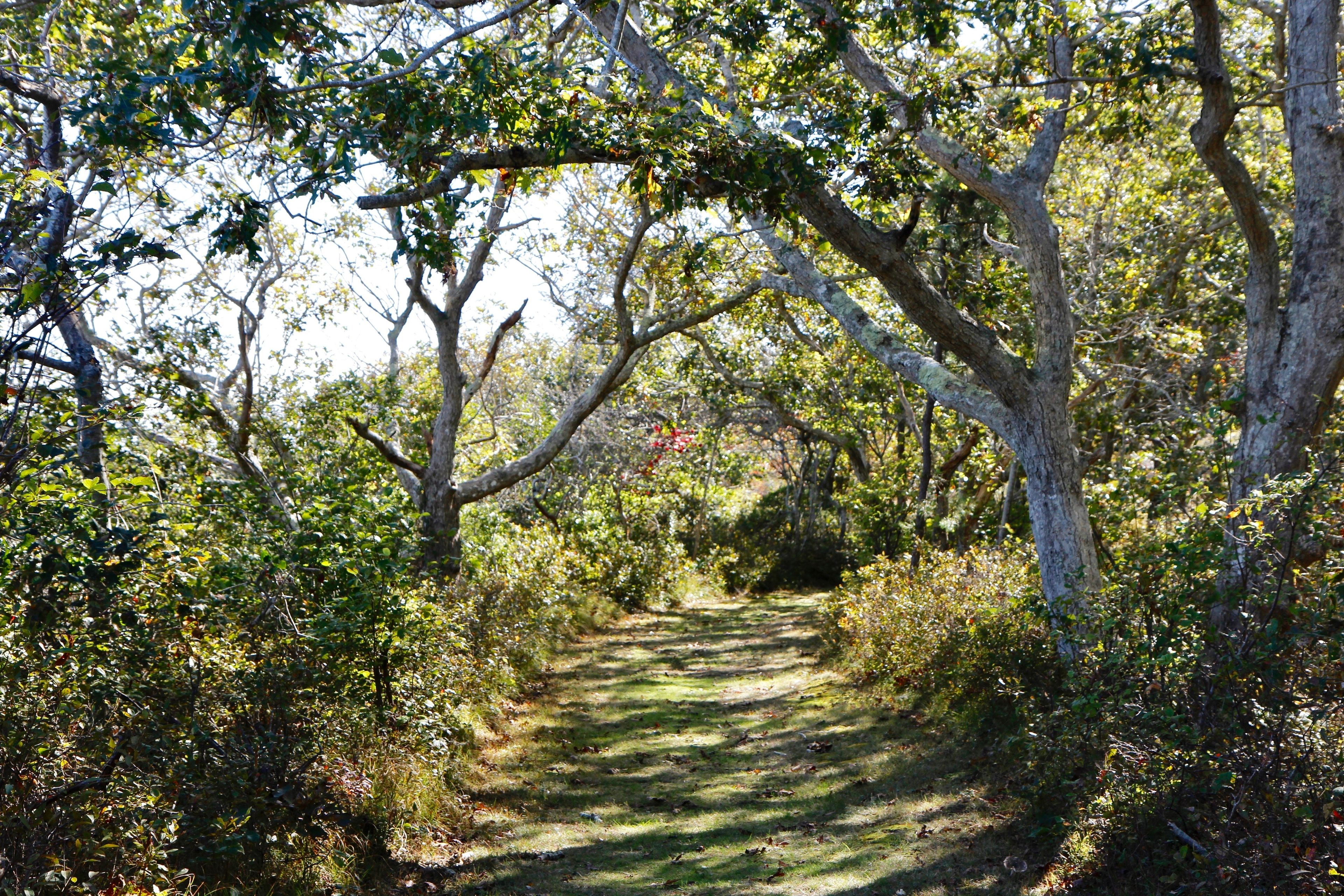 Wasque Pocha Pond trail