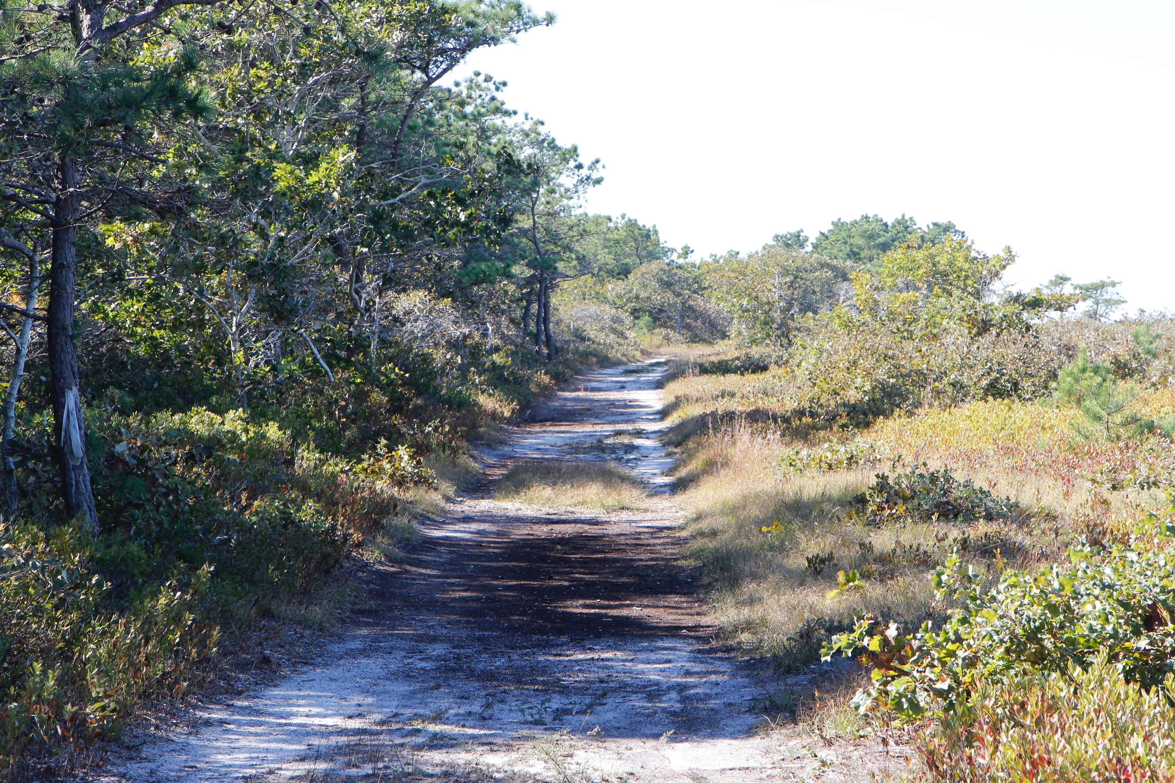 sandy trail