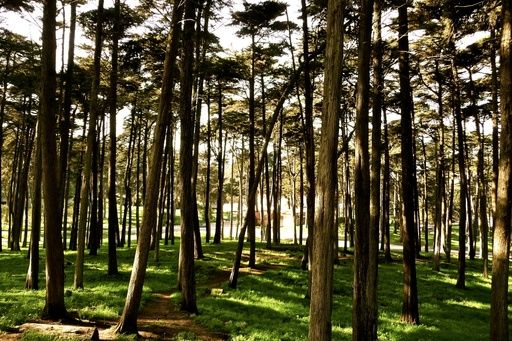"Spire" and the Ecology trail, Presidio San Francisco