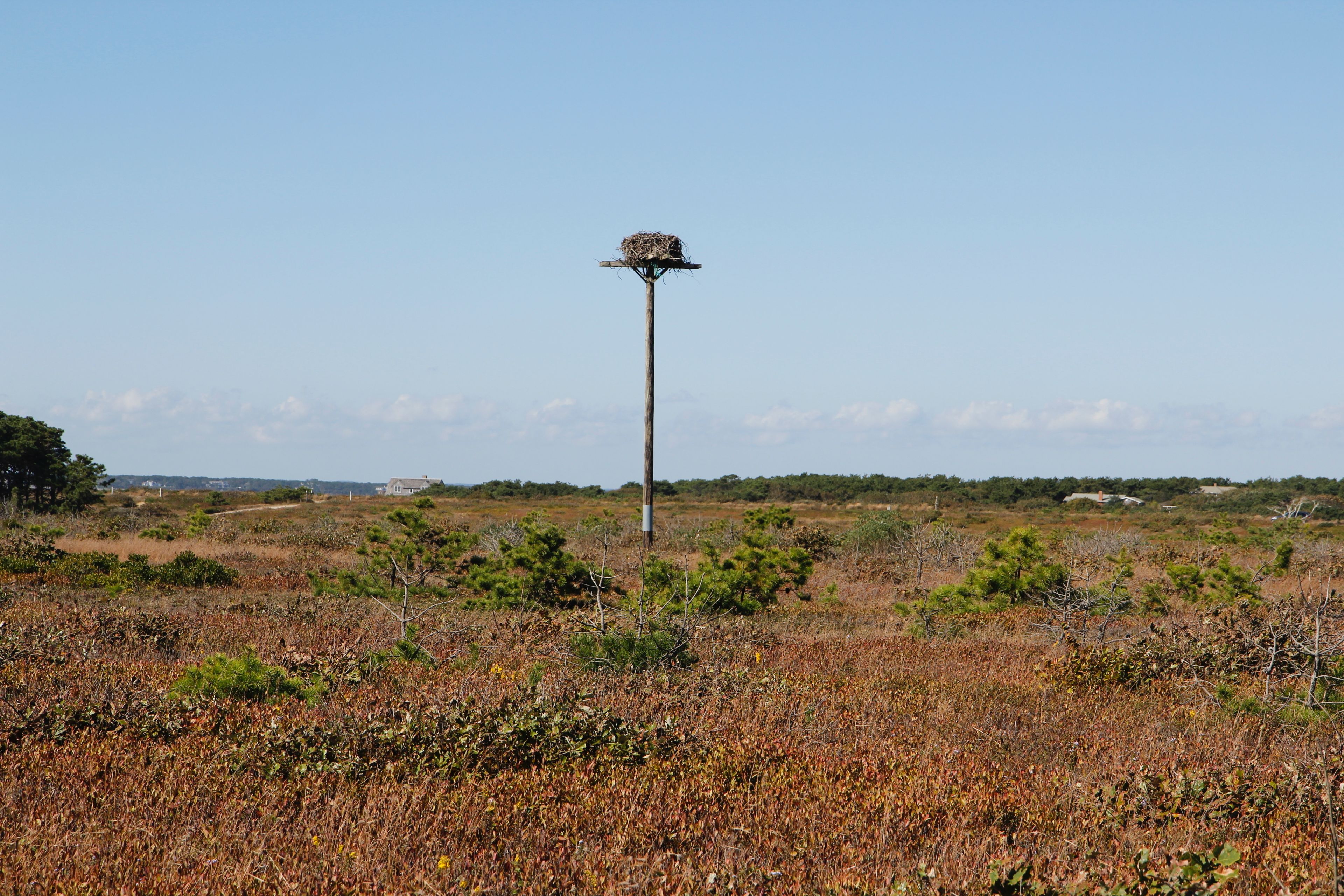 osprey pole in field alongside Wasque Cliff Trail