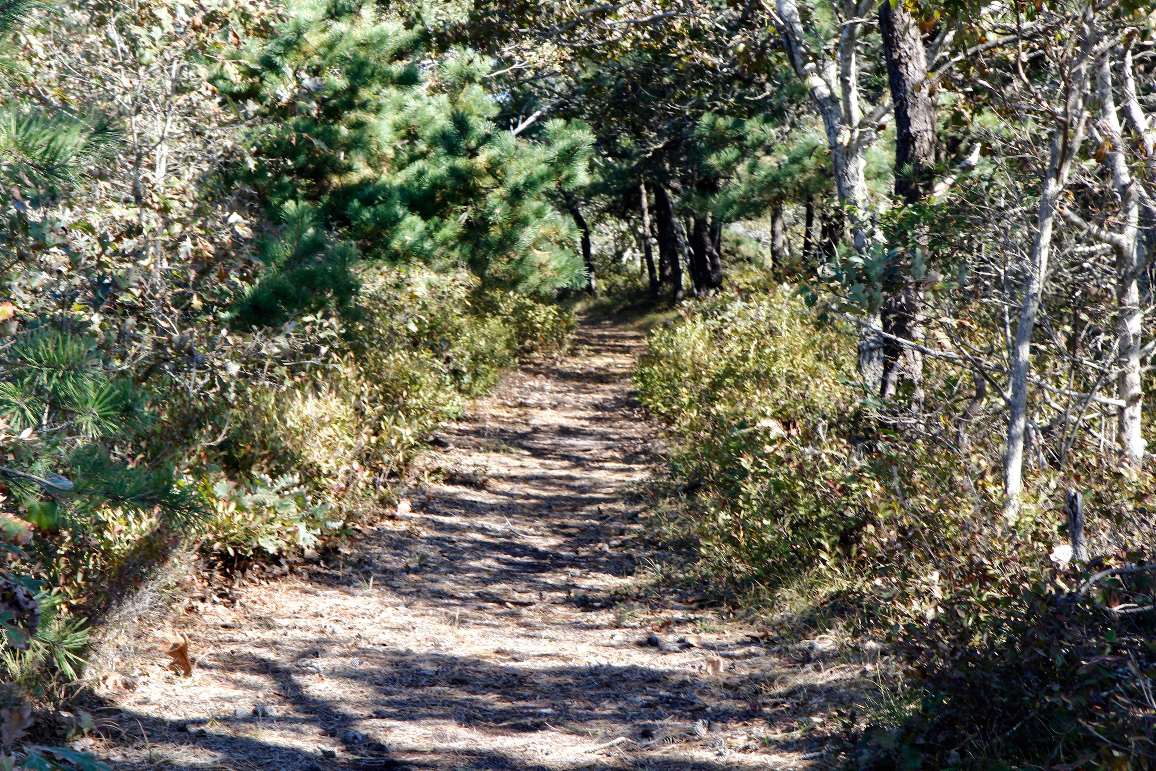 trail connecting Osprey and Wasque Cliff Trails