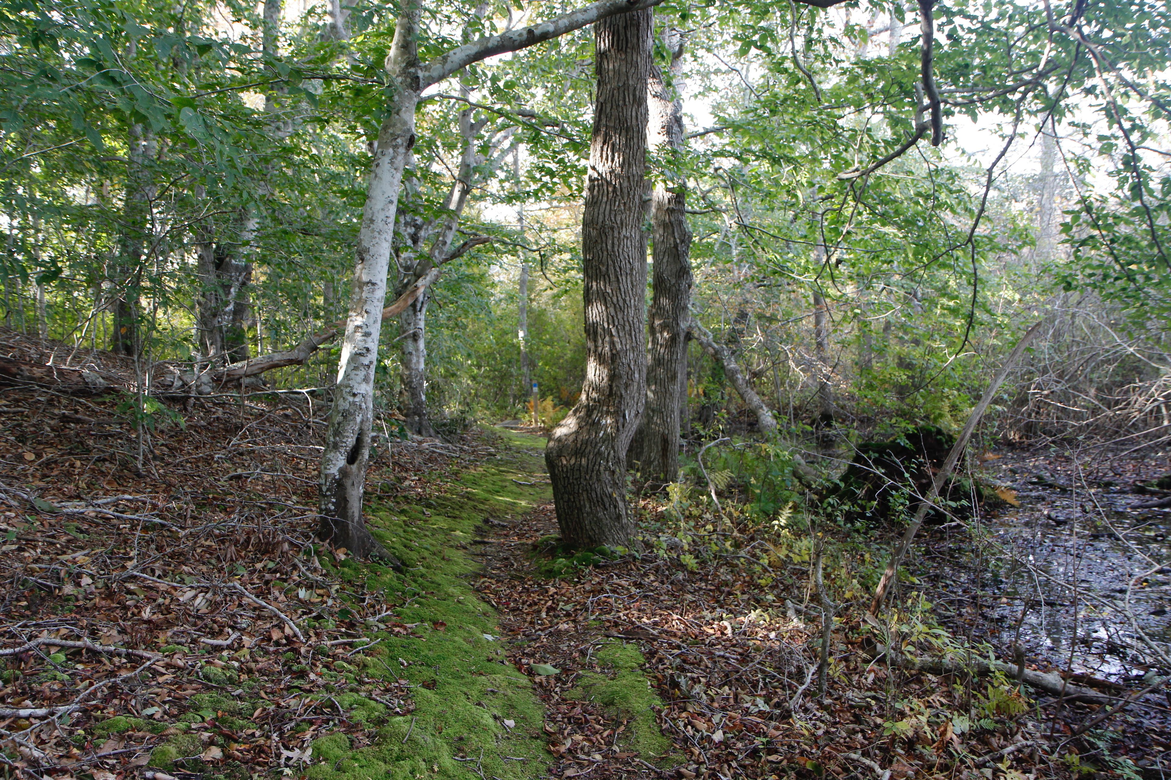 woods trail in parts