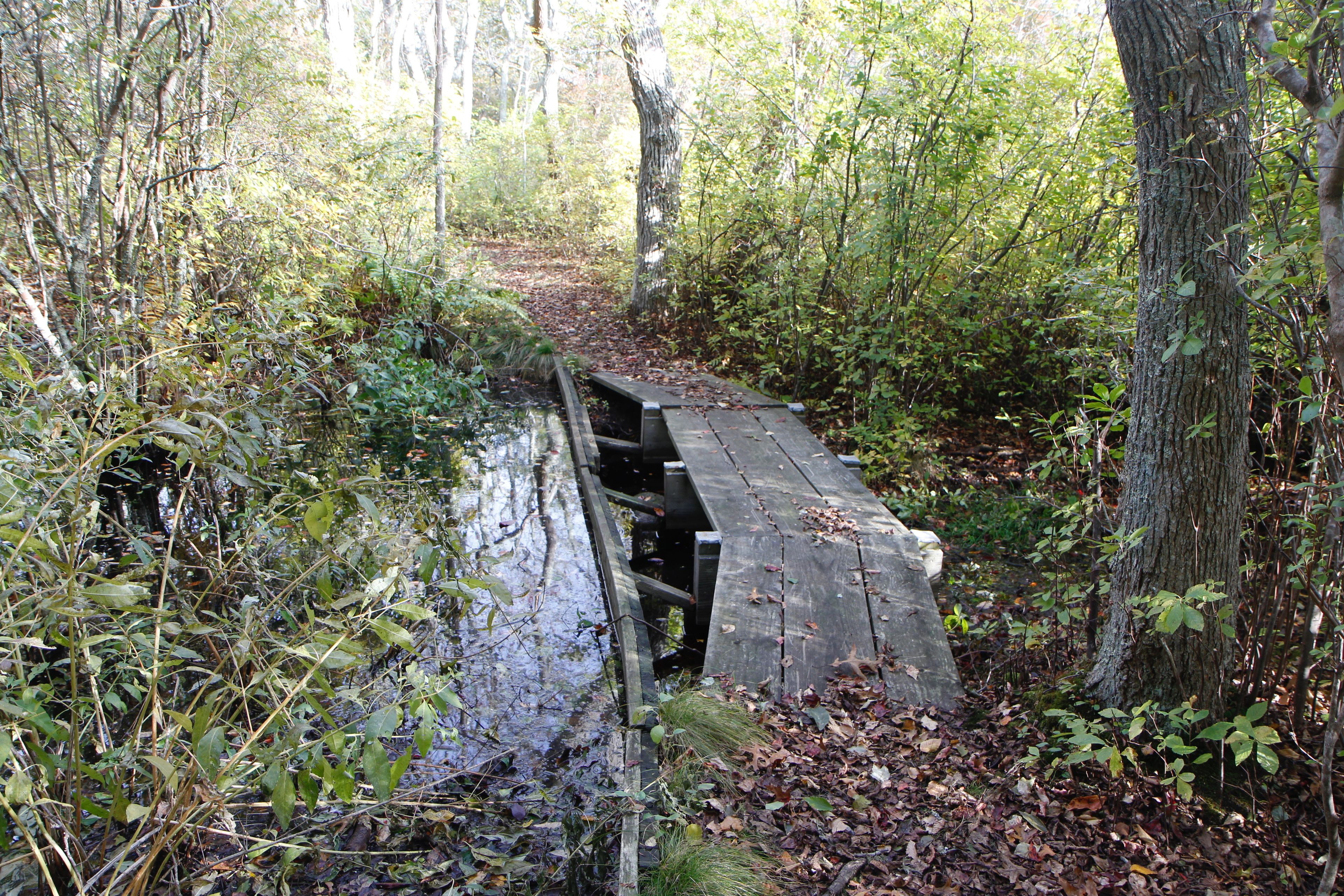 one of many boardwalks