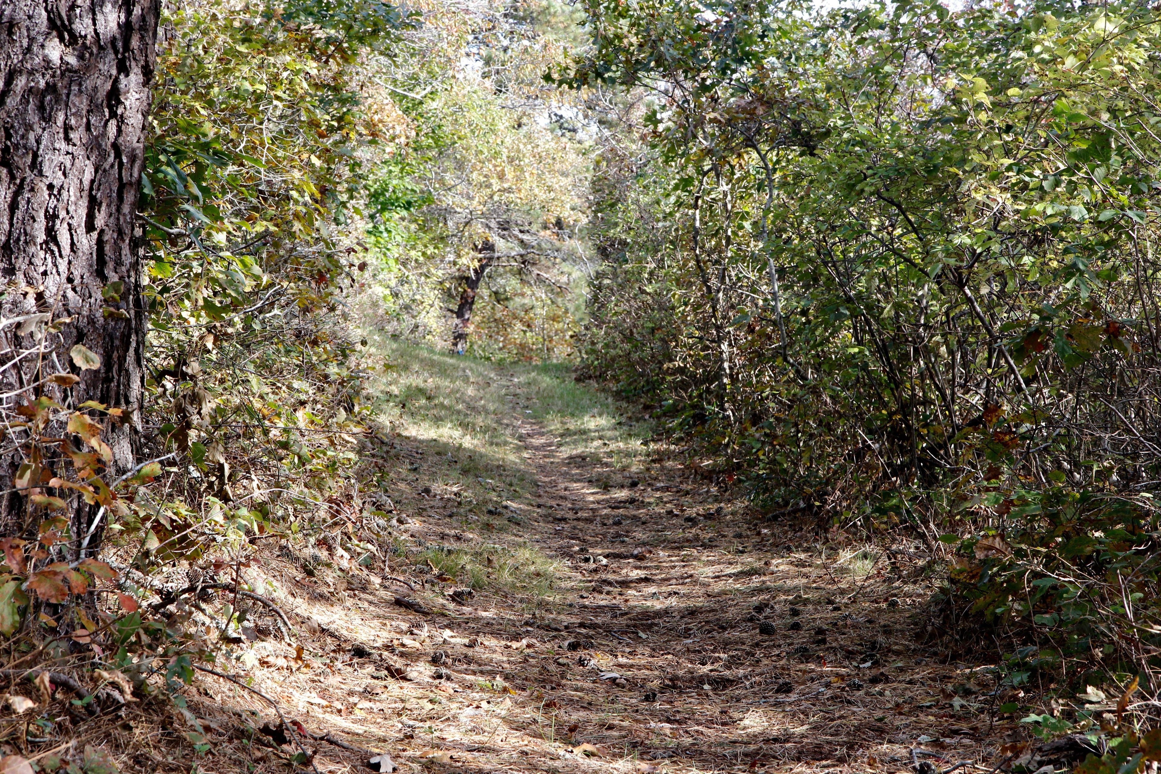 woods trail in parts