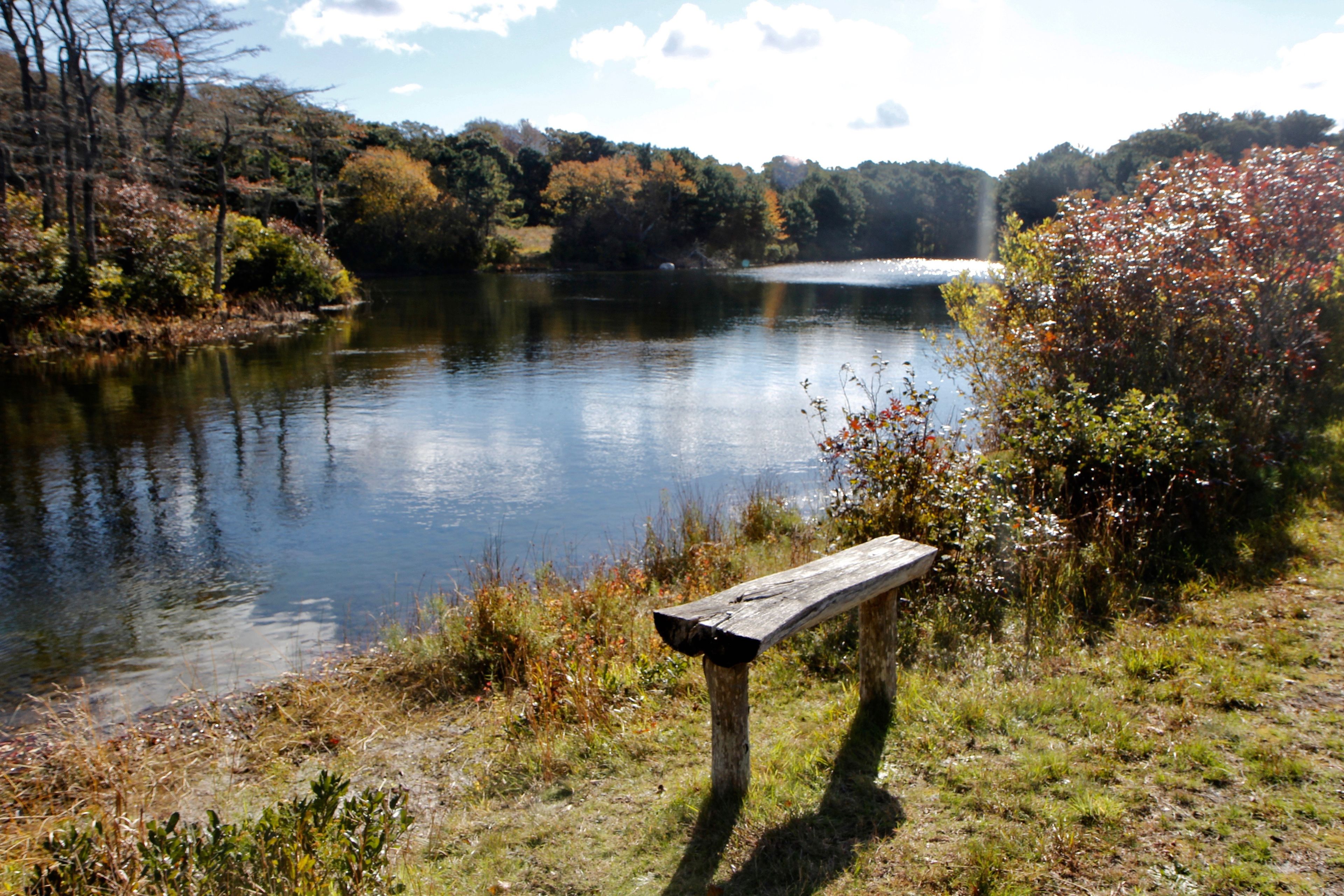 bench overlooking pond