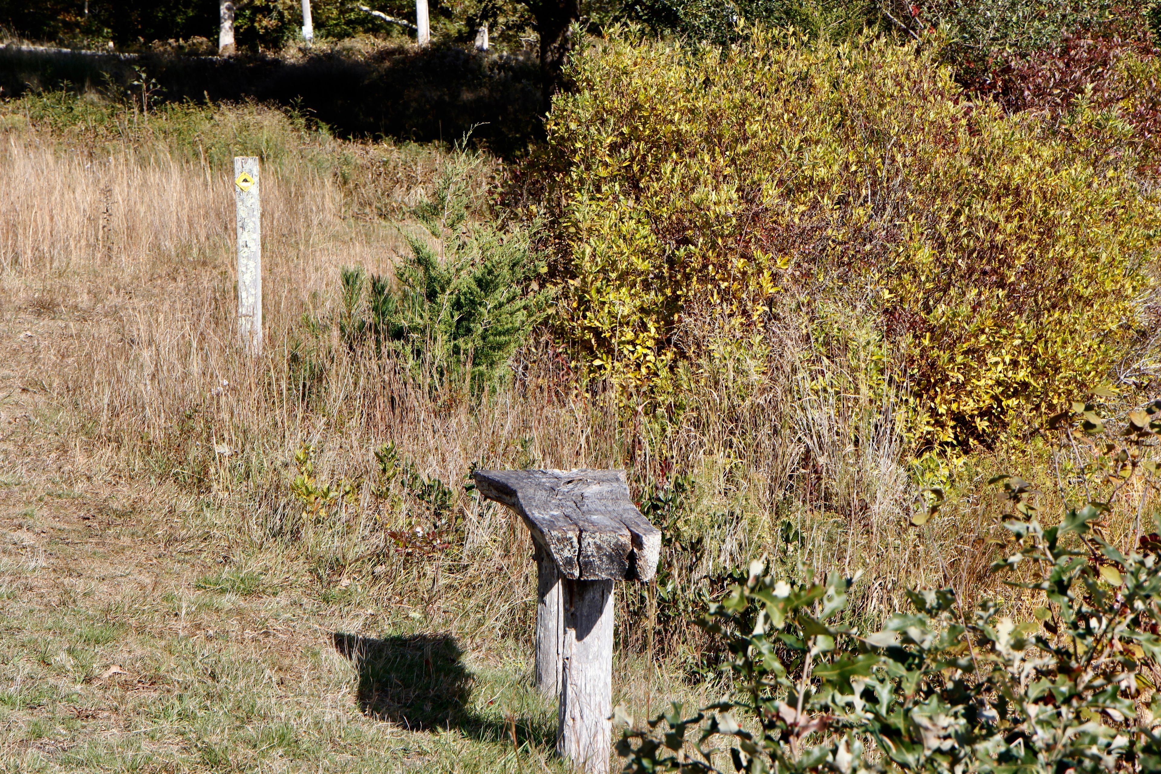 fall at bench