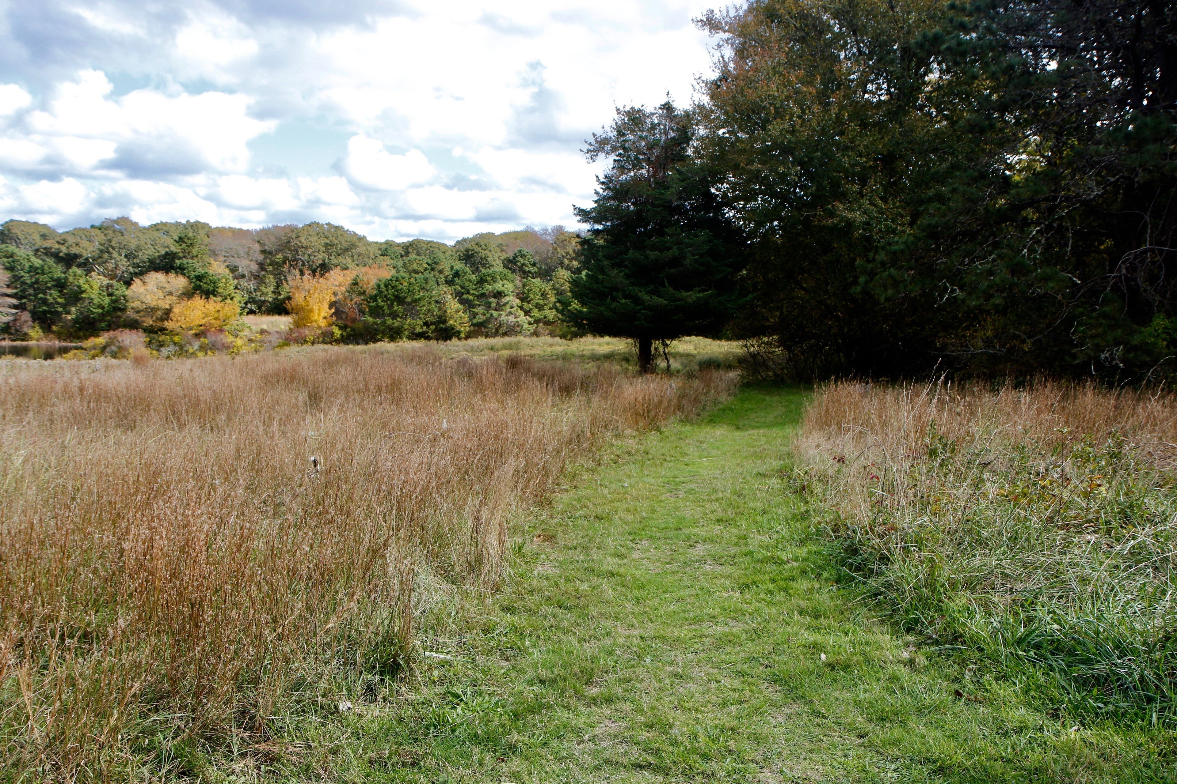 fall view of grassy trail