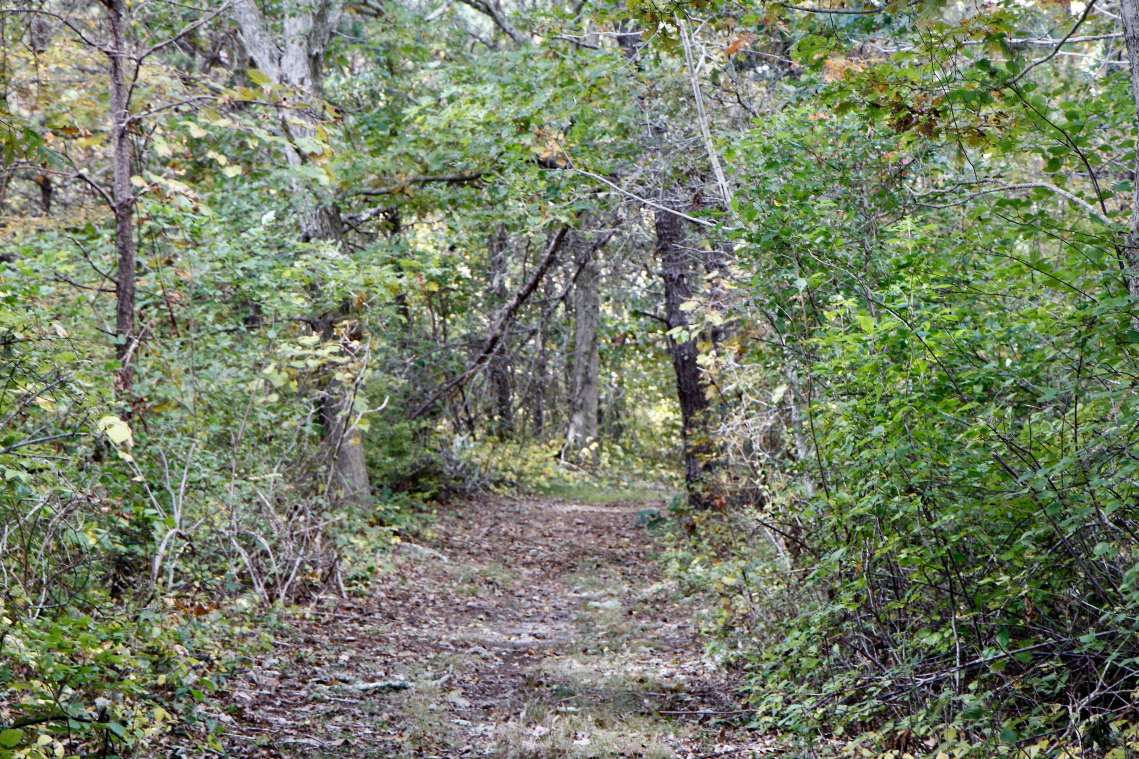 woods trail