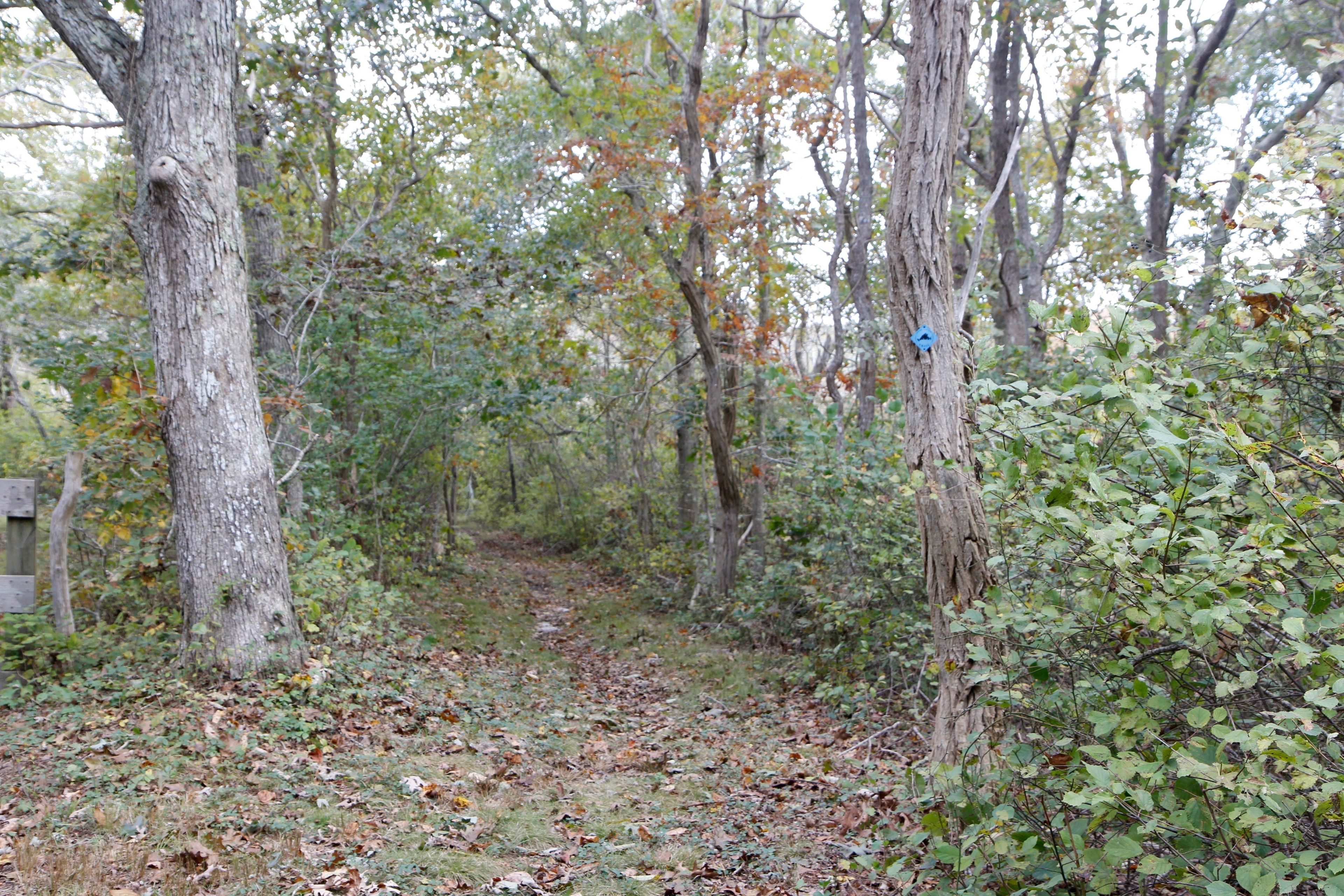 woods trail