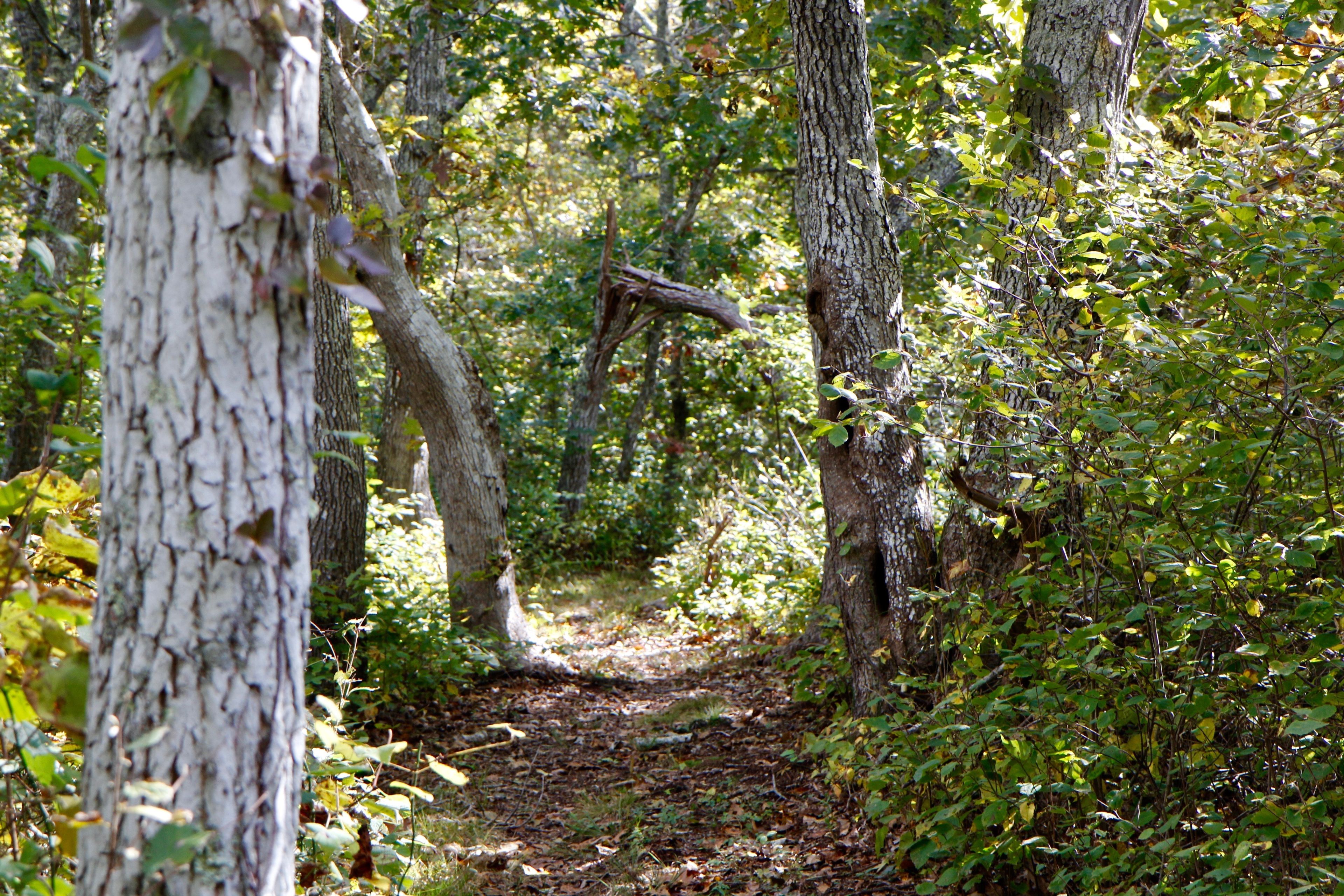 woods trail