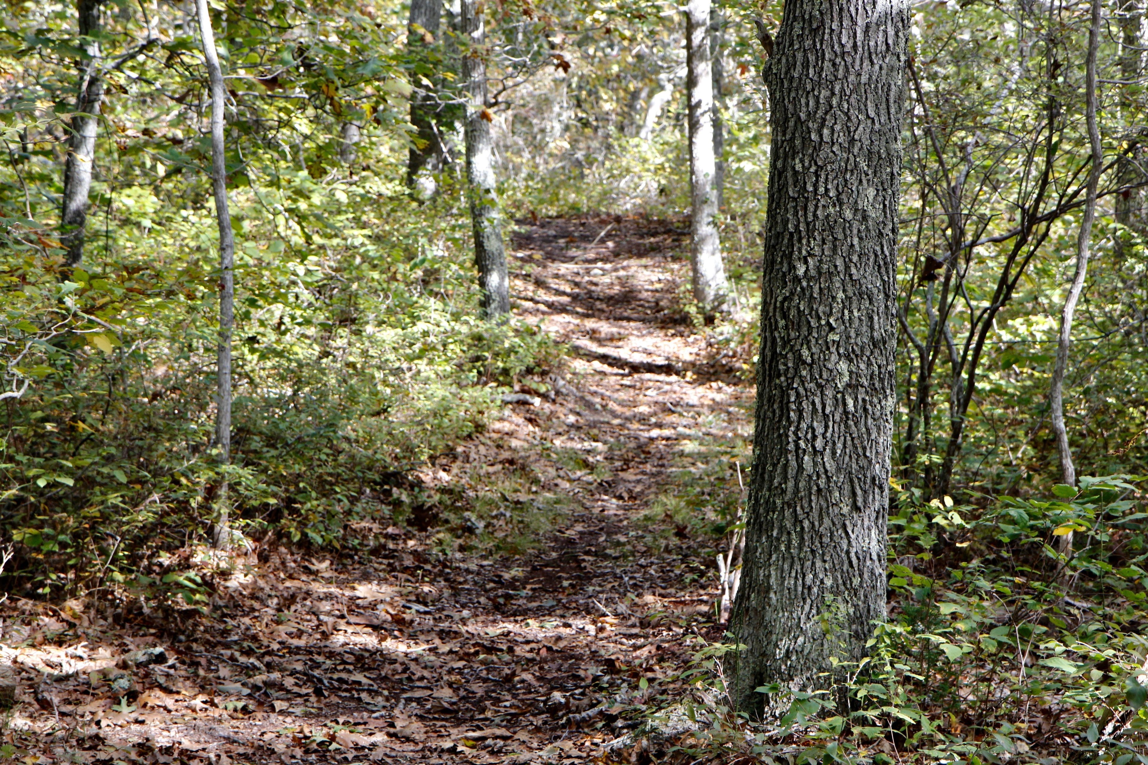 woods trail