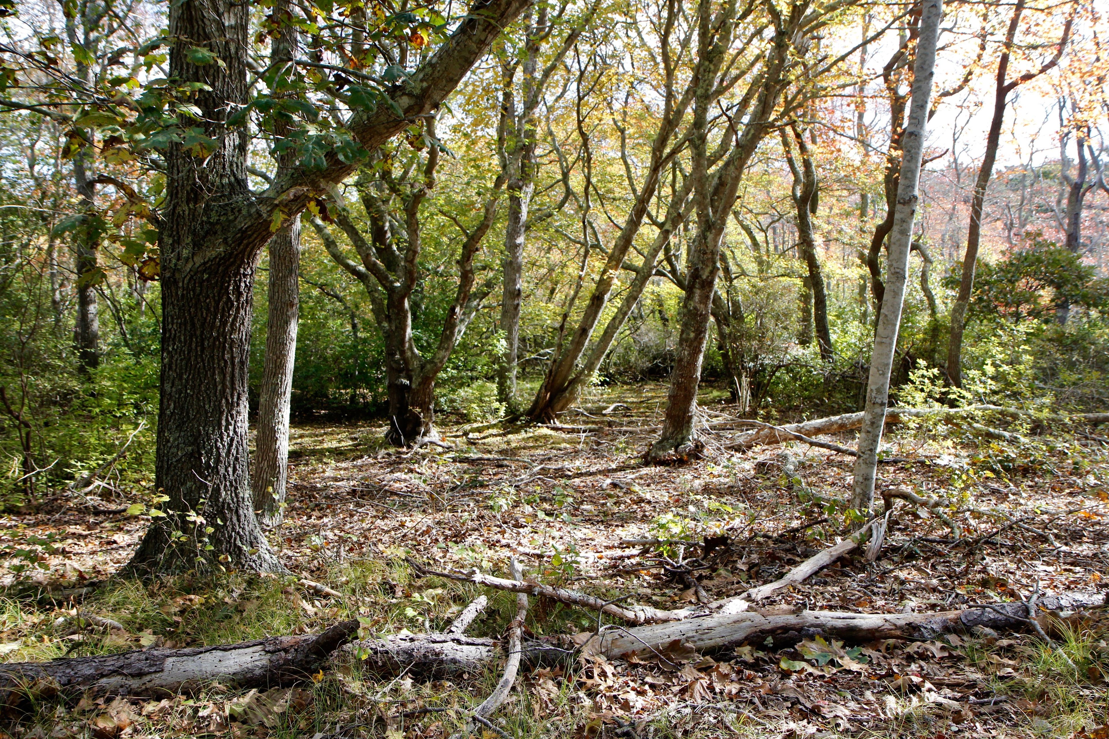 swamp in fall