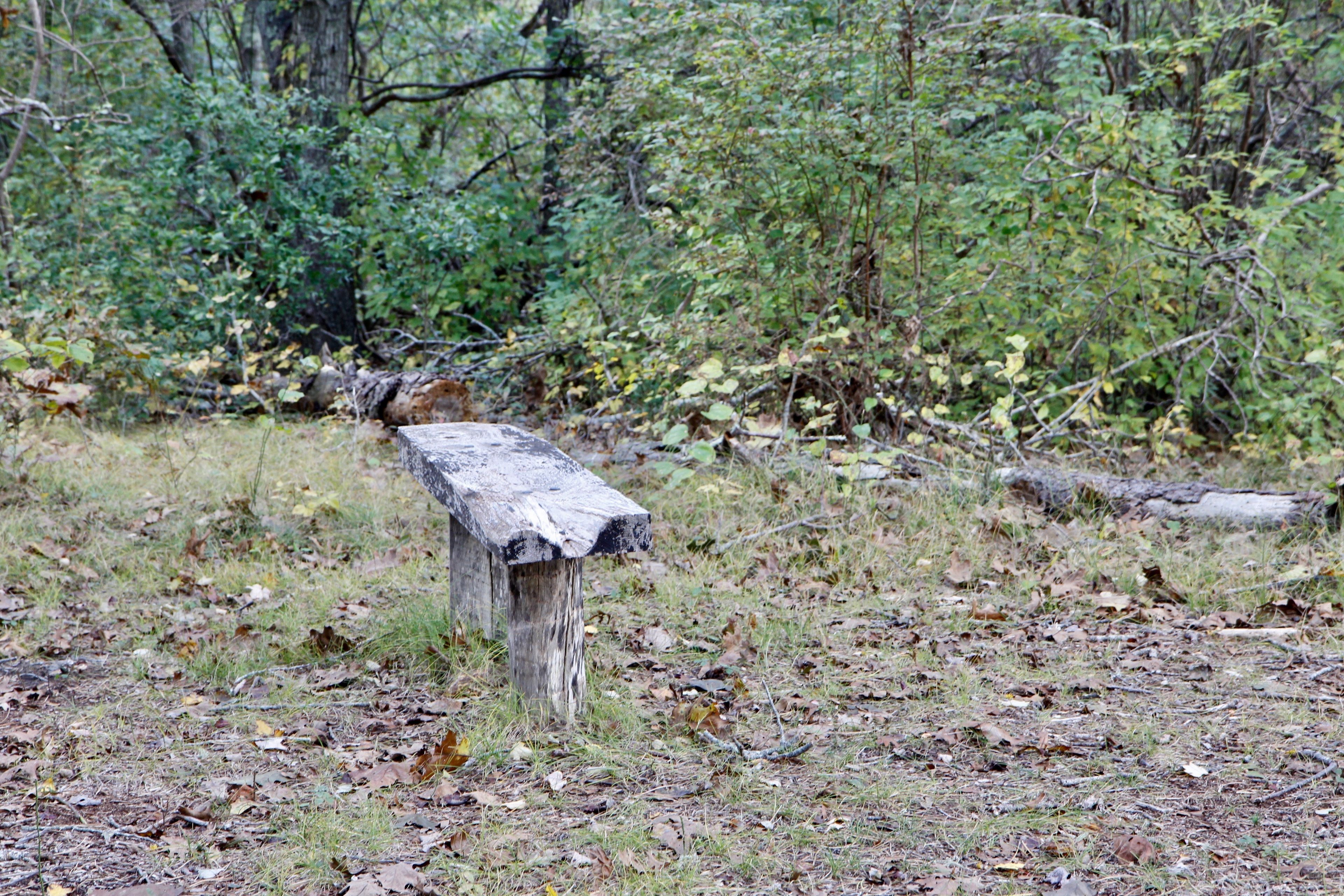 bench in fall