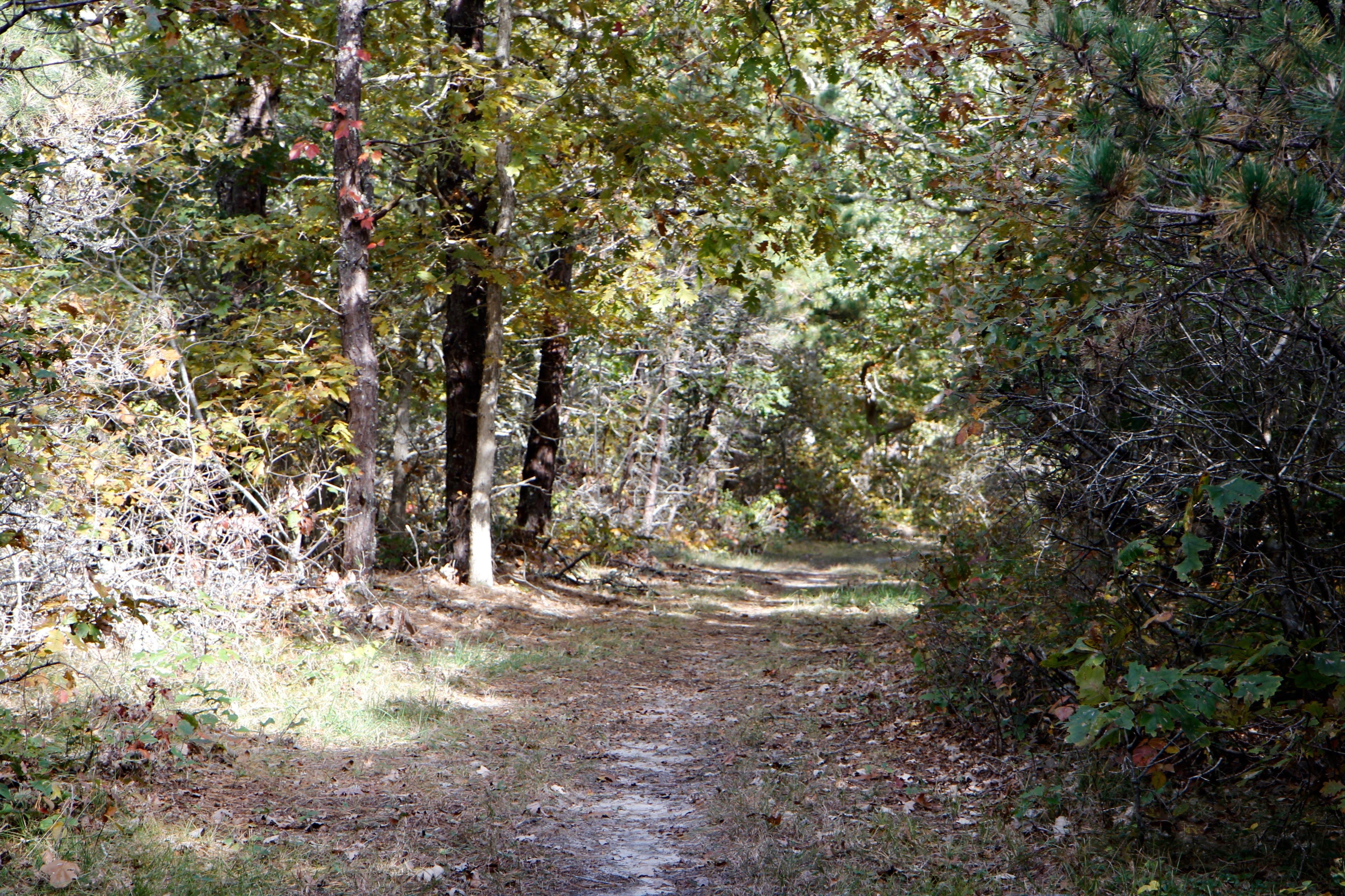 woods trail