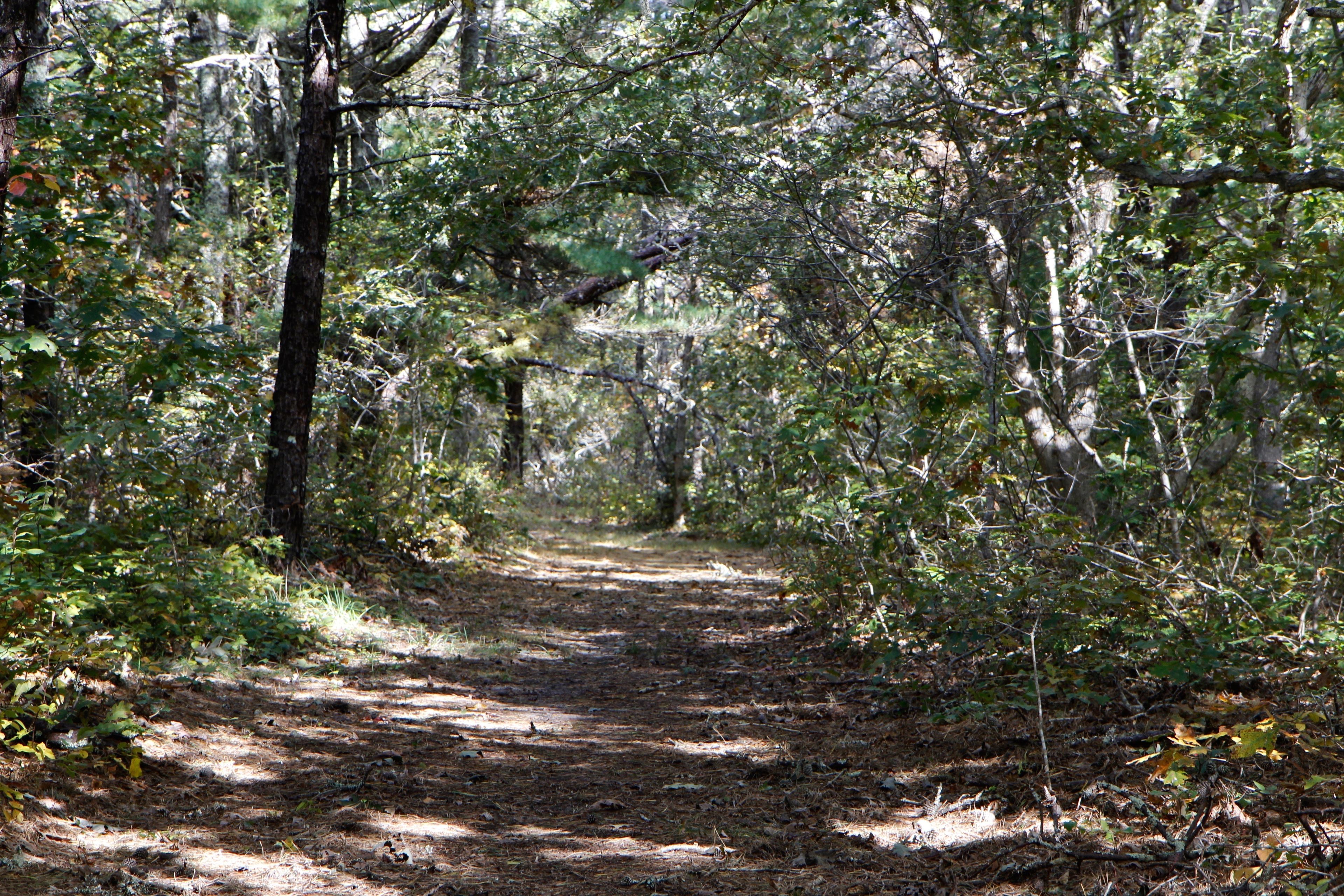 woods trail