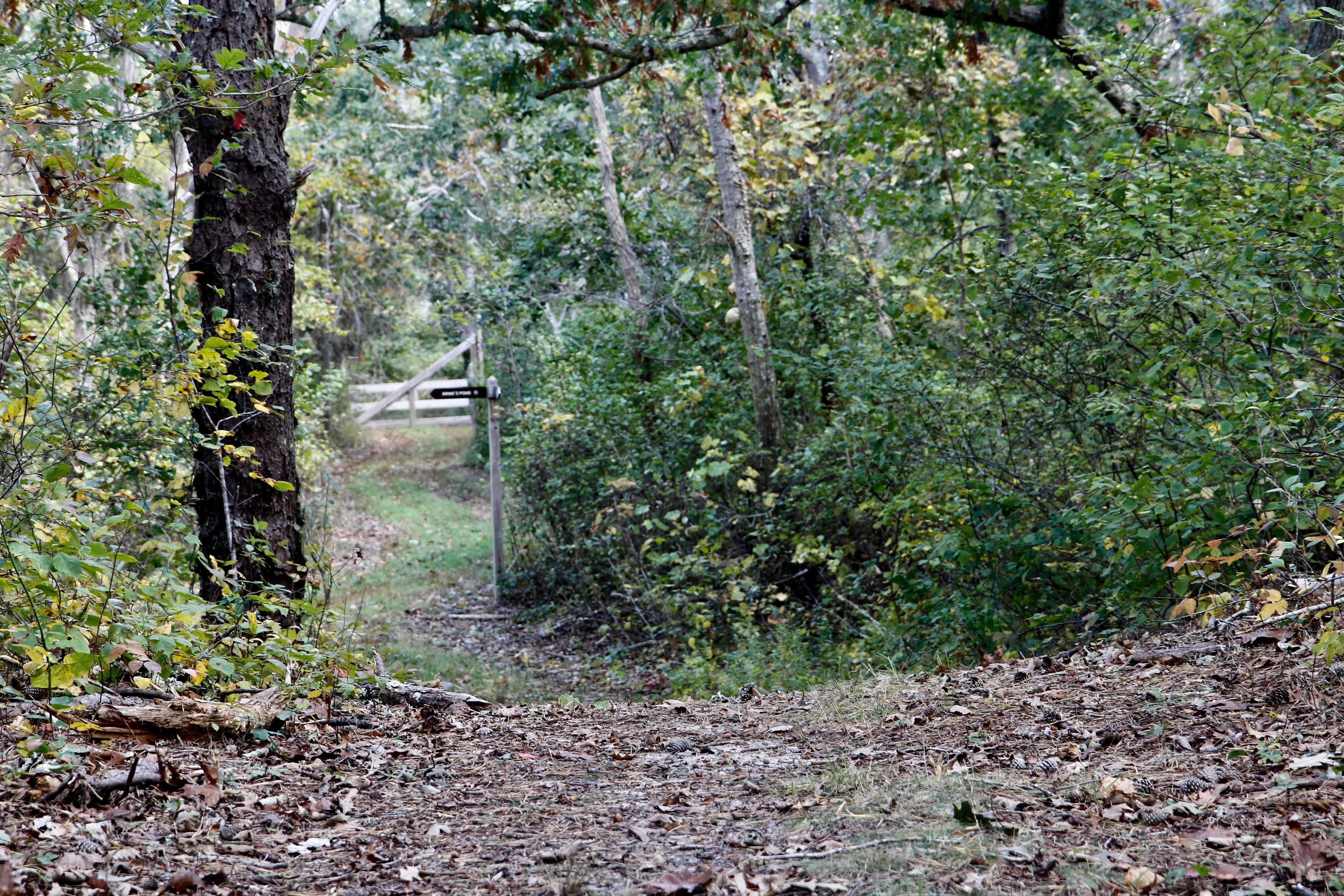 looking towards Trail No 12