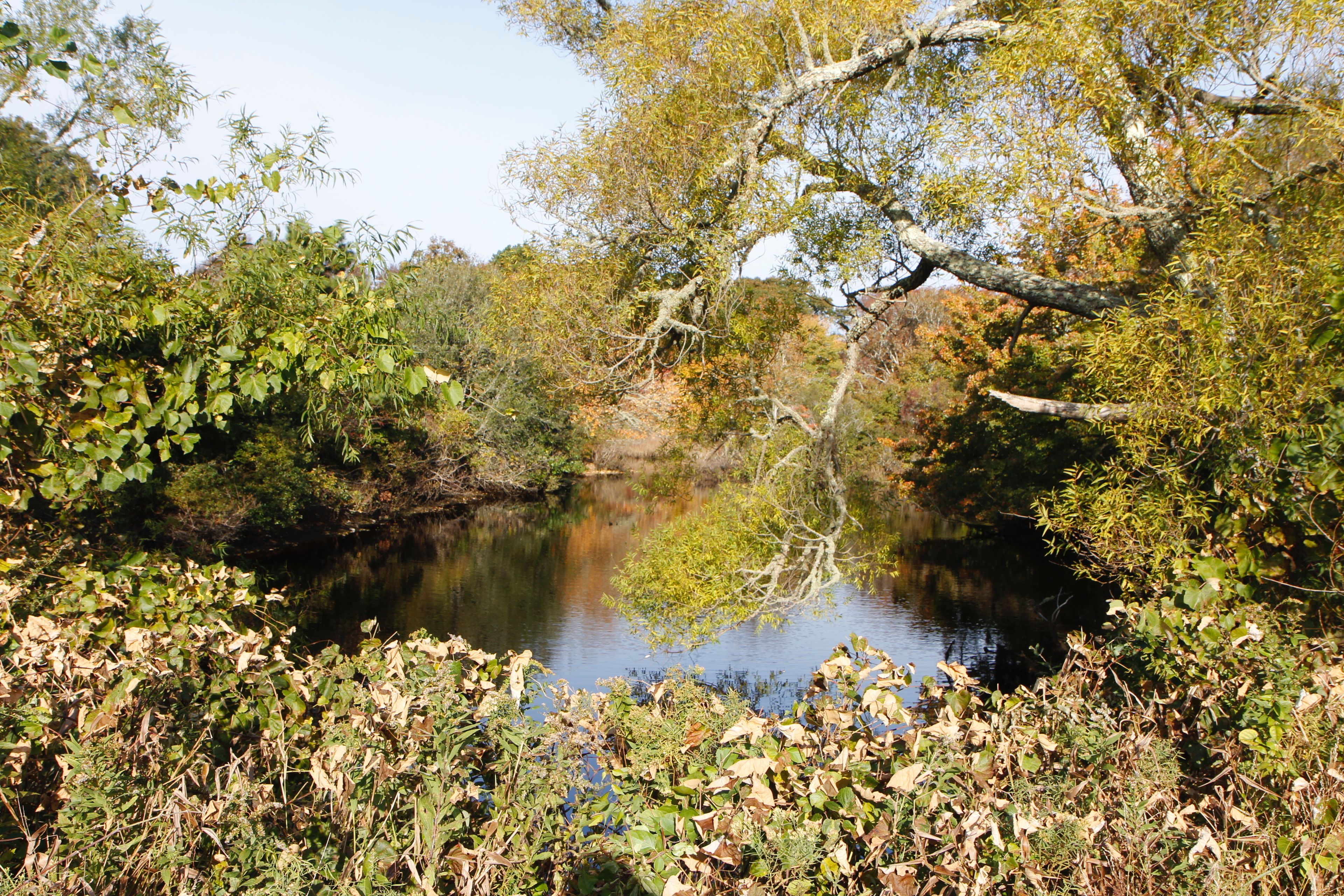 Buttonbush Pond