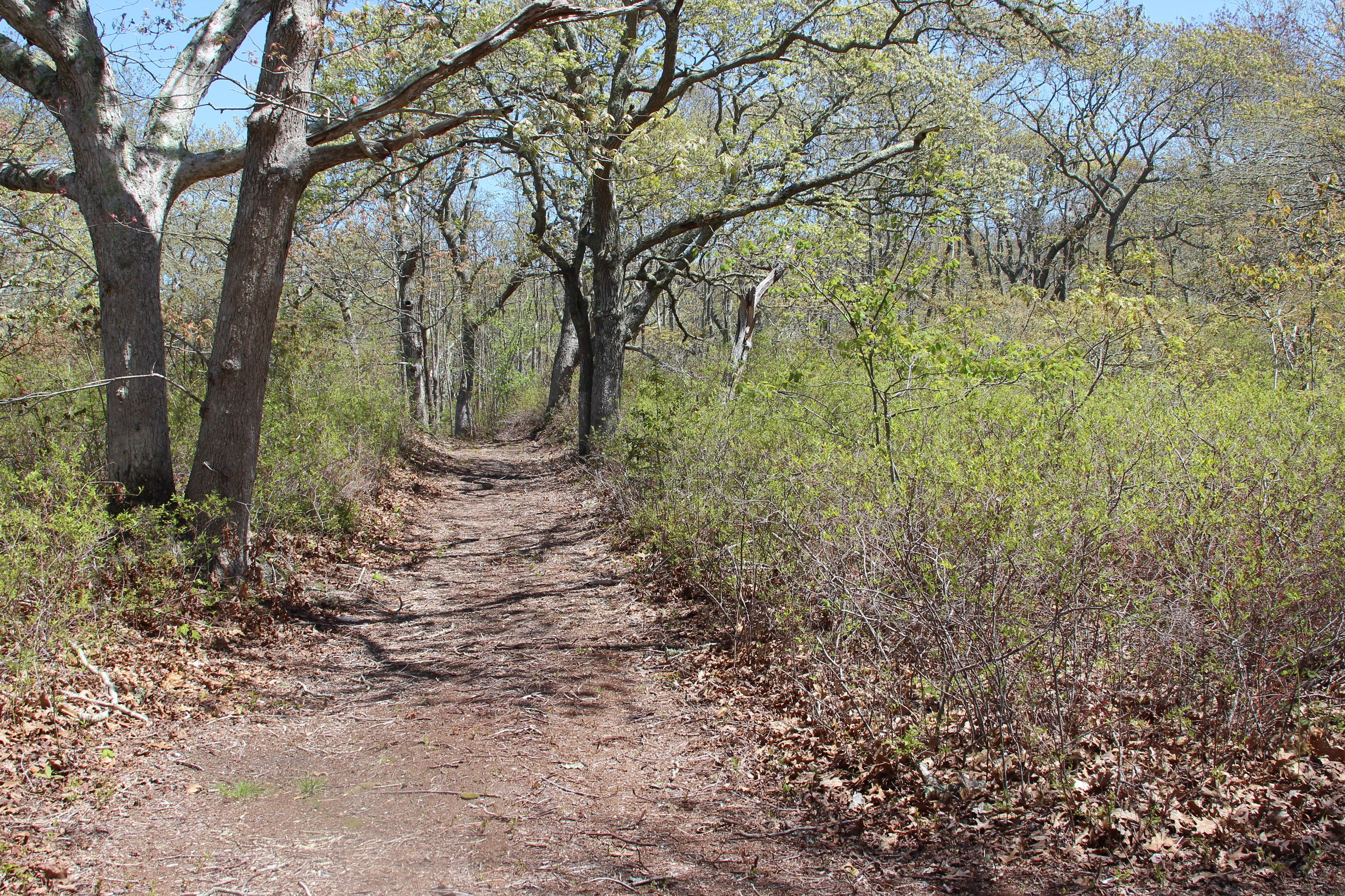 woods trail between Middle Line Woods and Holman Road