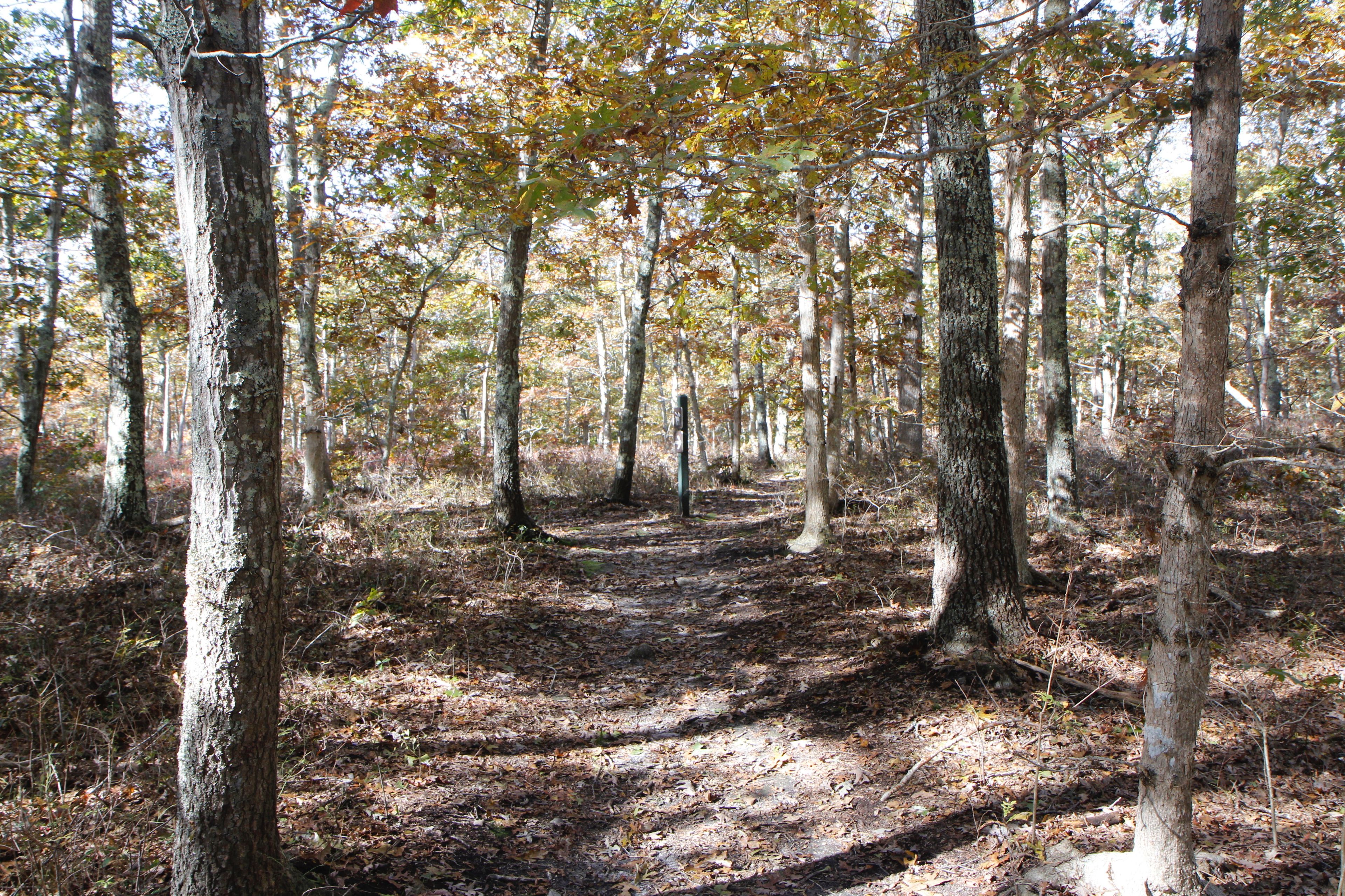 looking west, woods trail