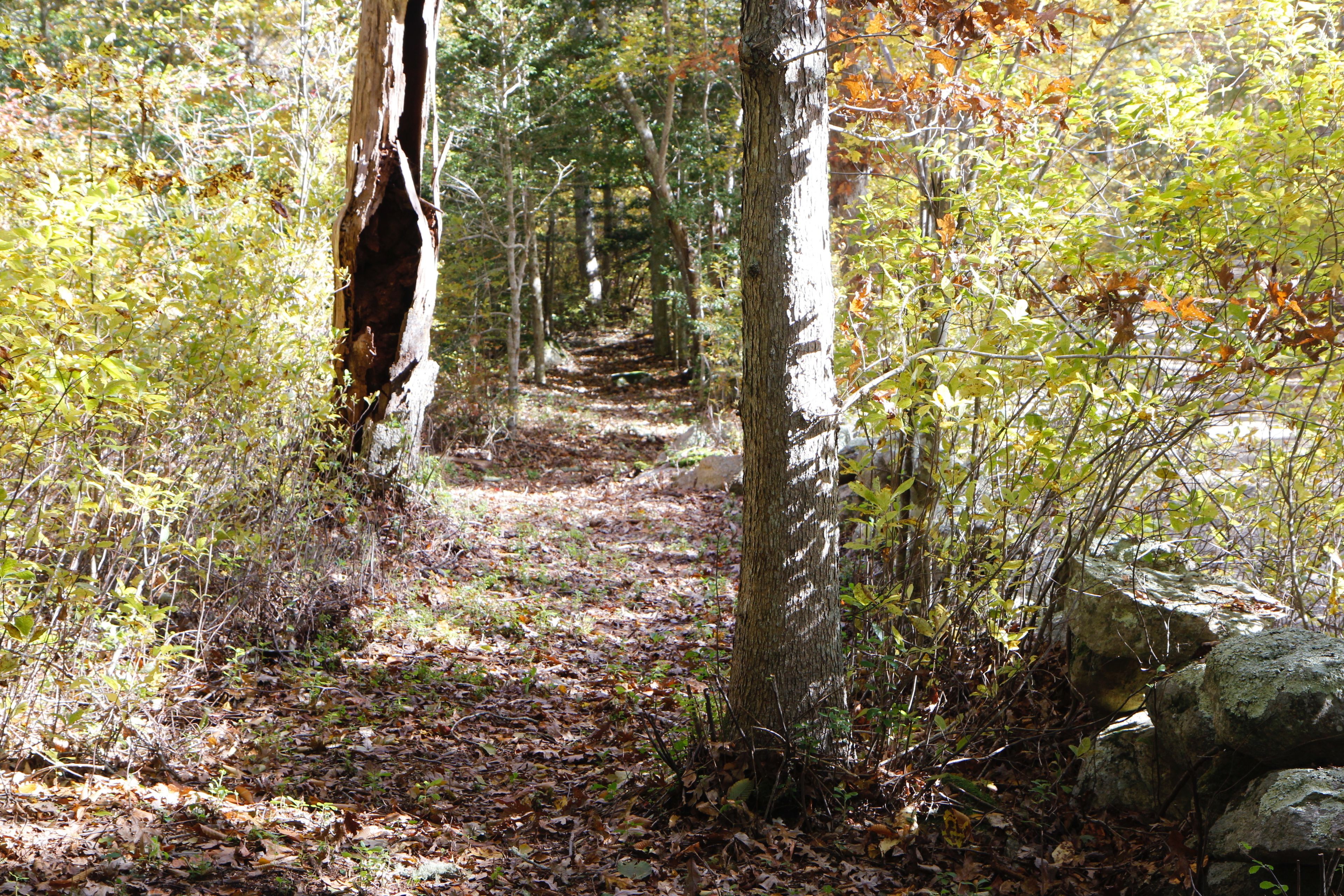 woods trail beside stone wall