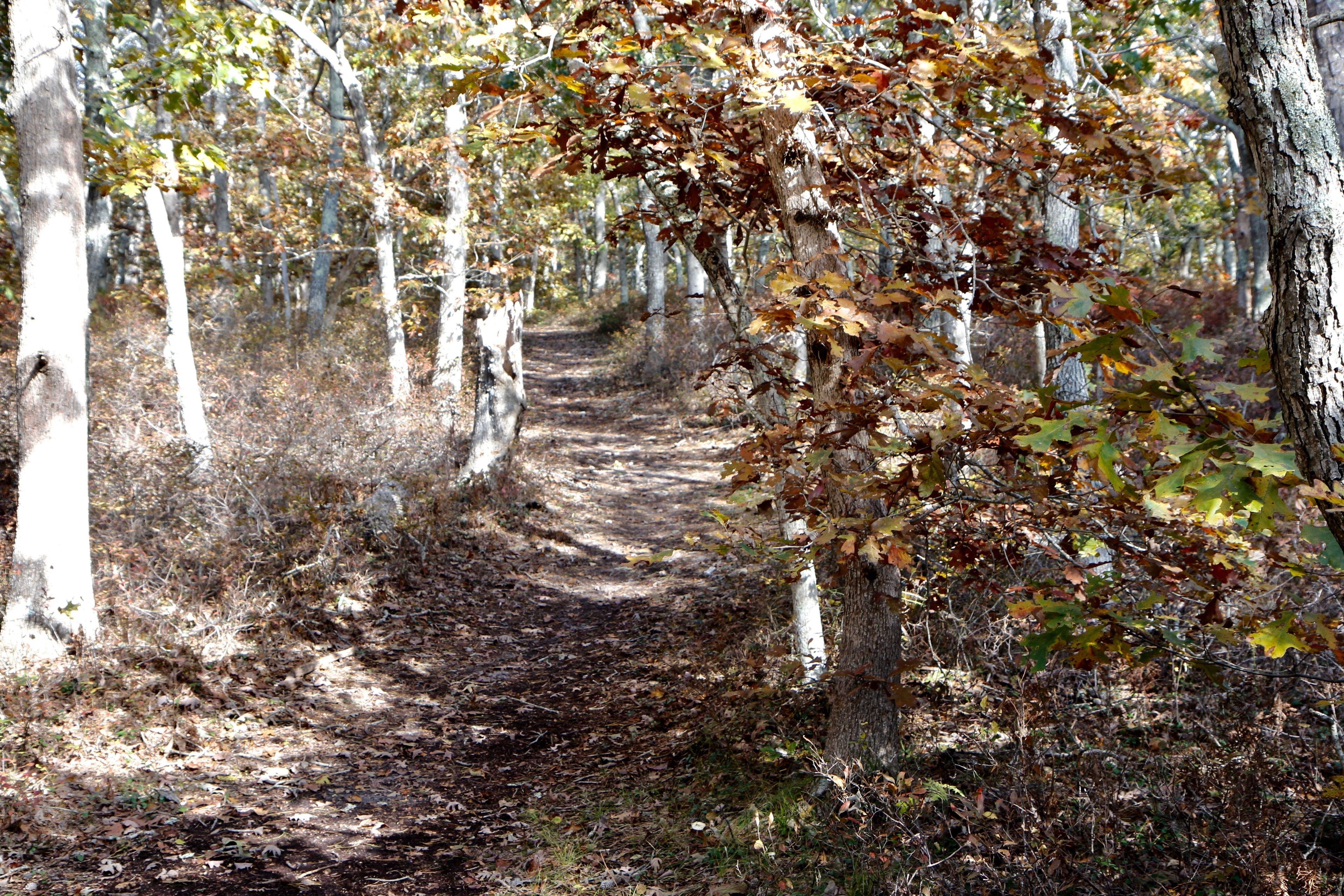 woods trail