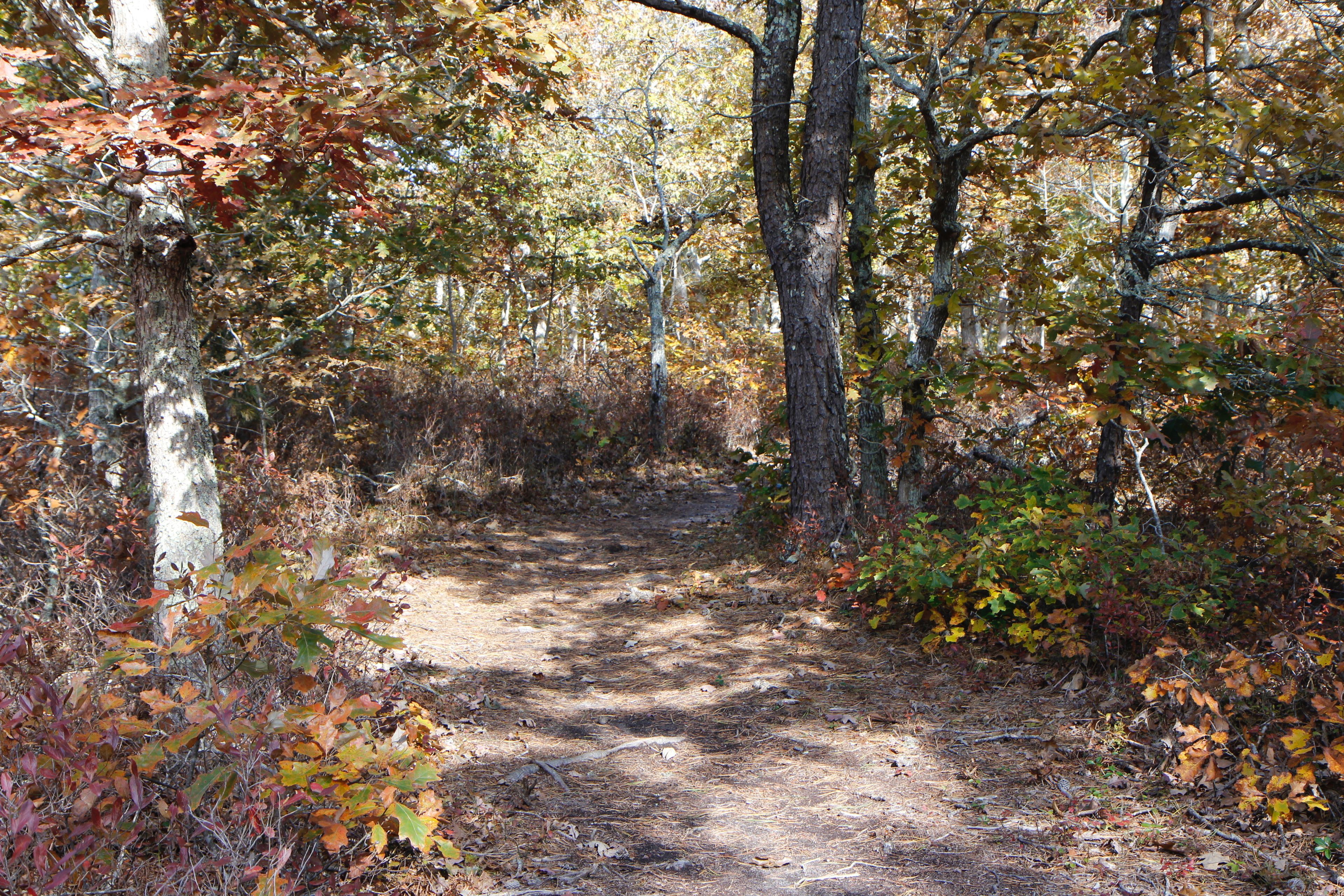 woods trail