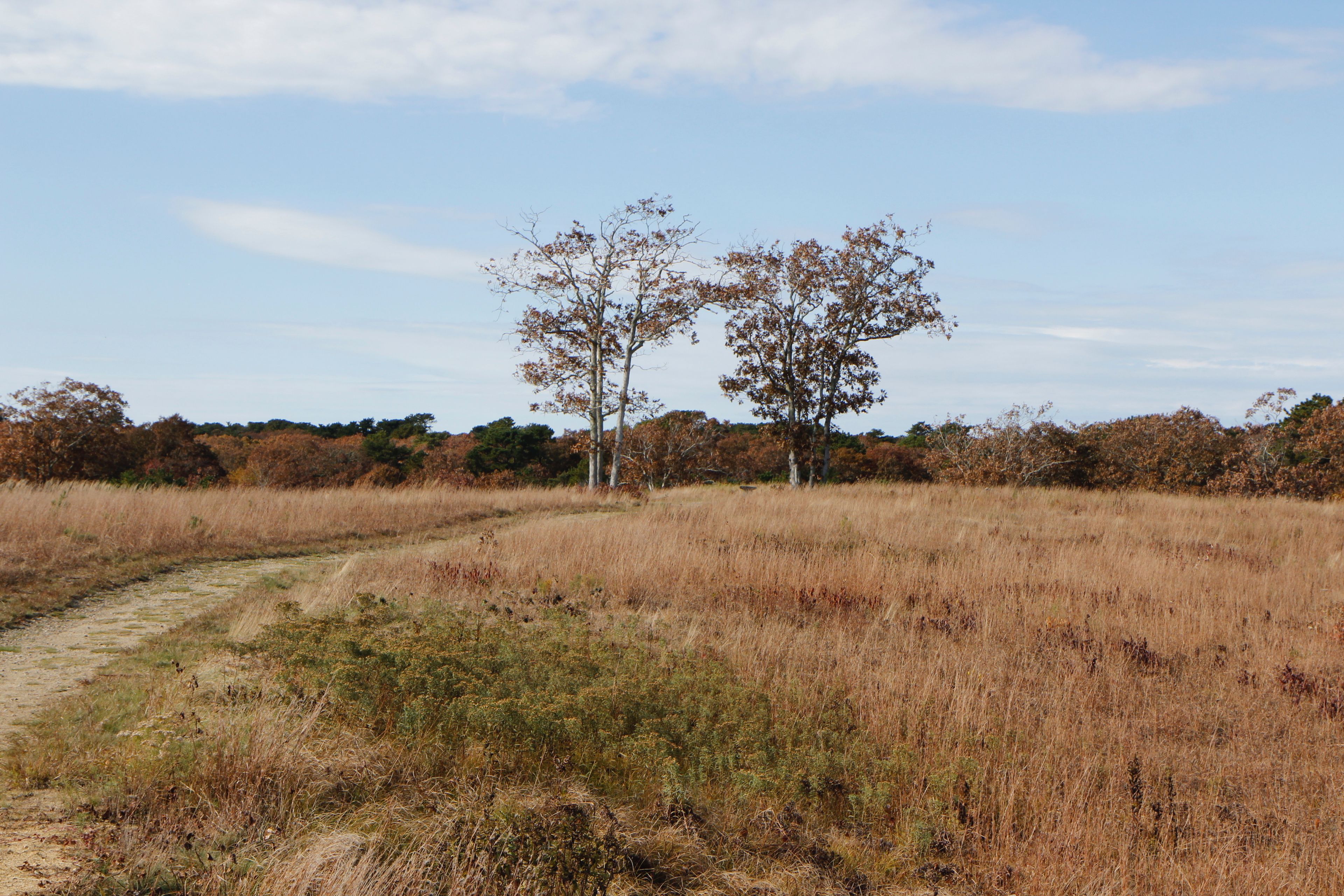 sandy path